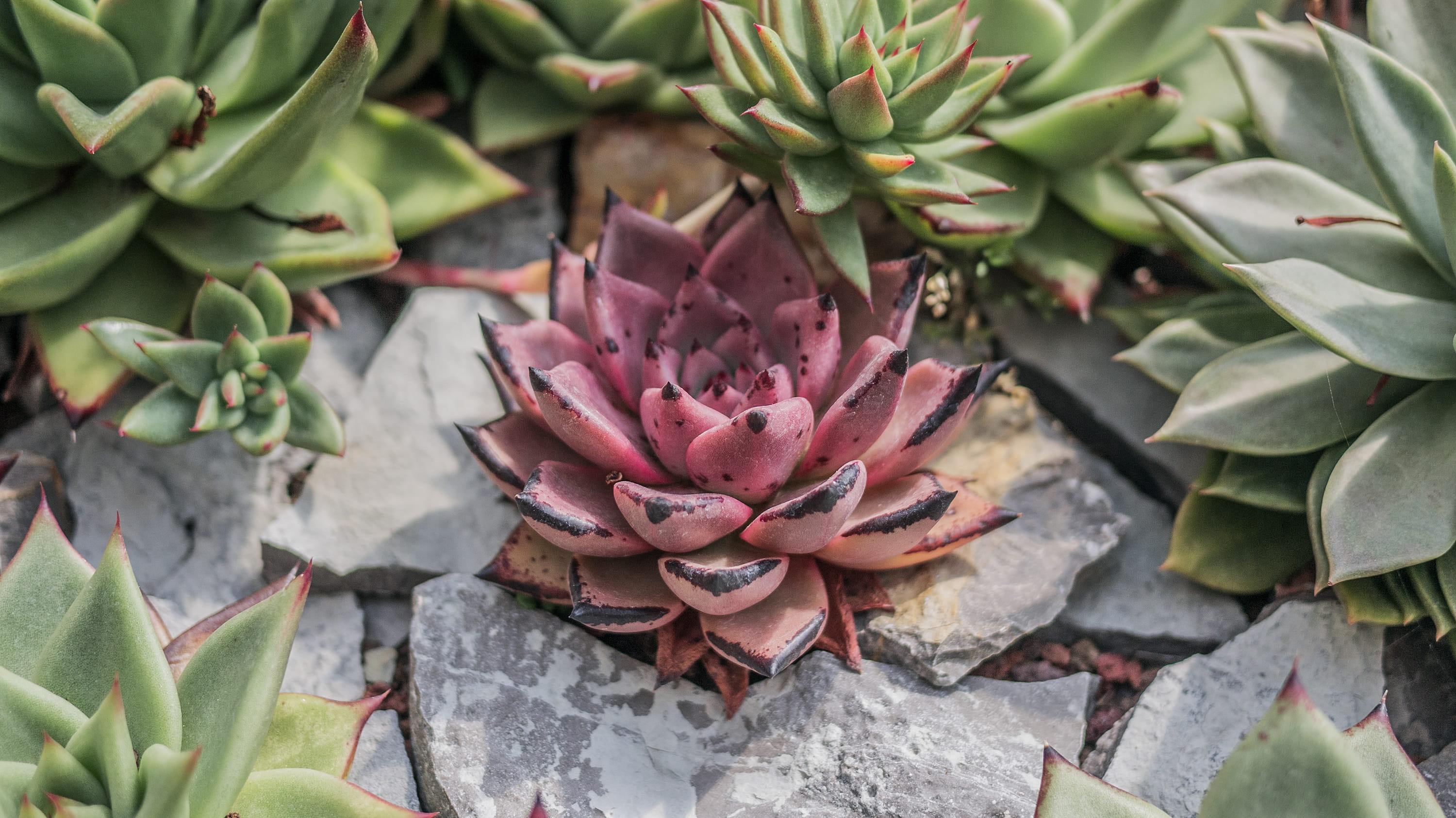 botany, freshness, green, leaf, focus on foreground, rubble, flower, slate, no people, beauty in nature, growth, petal, fruit, 2K, cactus, vulnerability, HD Wallpaper