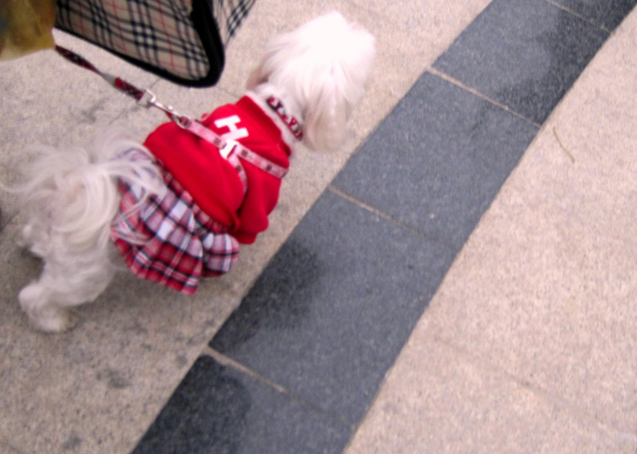 plaid cloth, skirt, beautiful, lovely, small skirt, pretty, animals, 1080P, small, HD Wallpaper