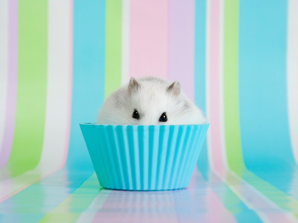 480P, animals, food, hamster, cupcakes, HD Wallpaper