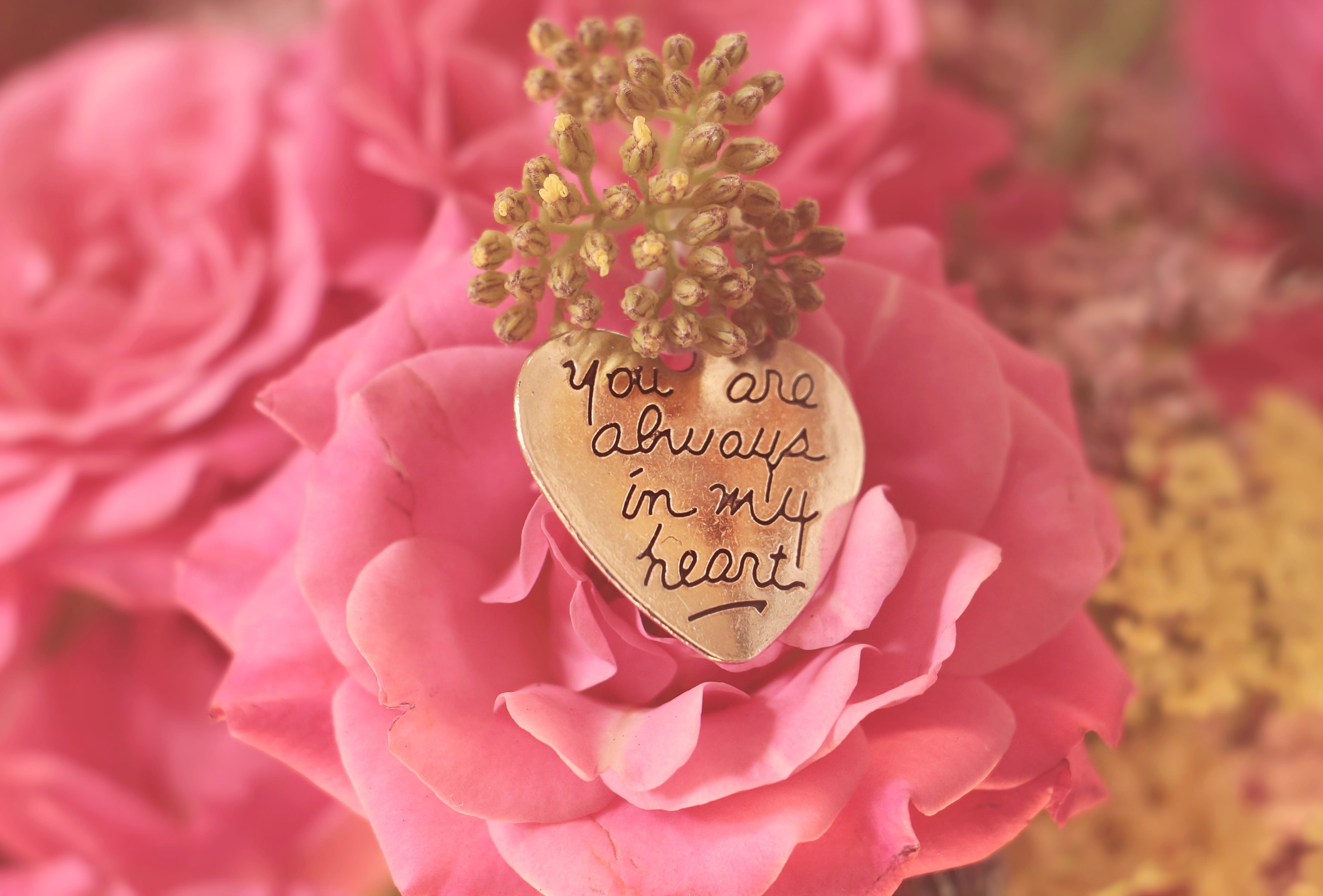 positive emotion, you are always in my heart, flower, flora, pink color, beautiful, map, background, template, flowering plant, no people, romantic, emotion, HD Wallpaper