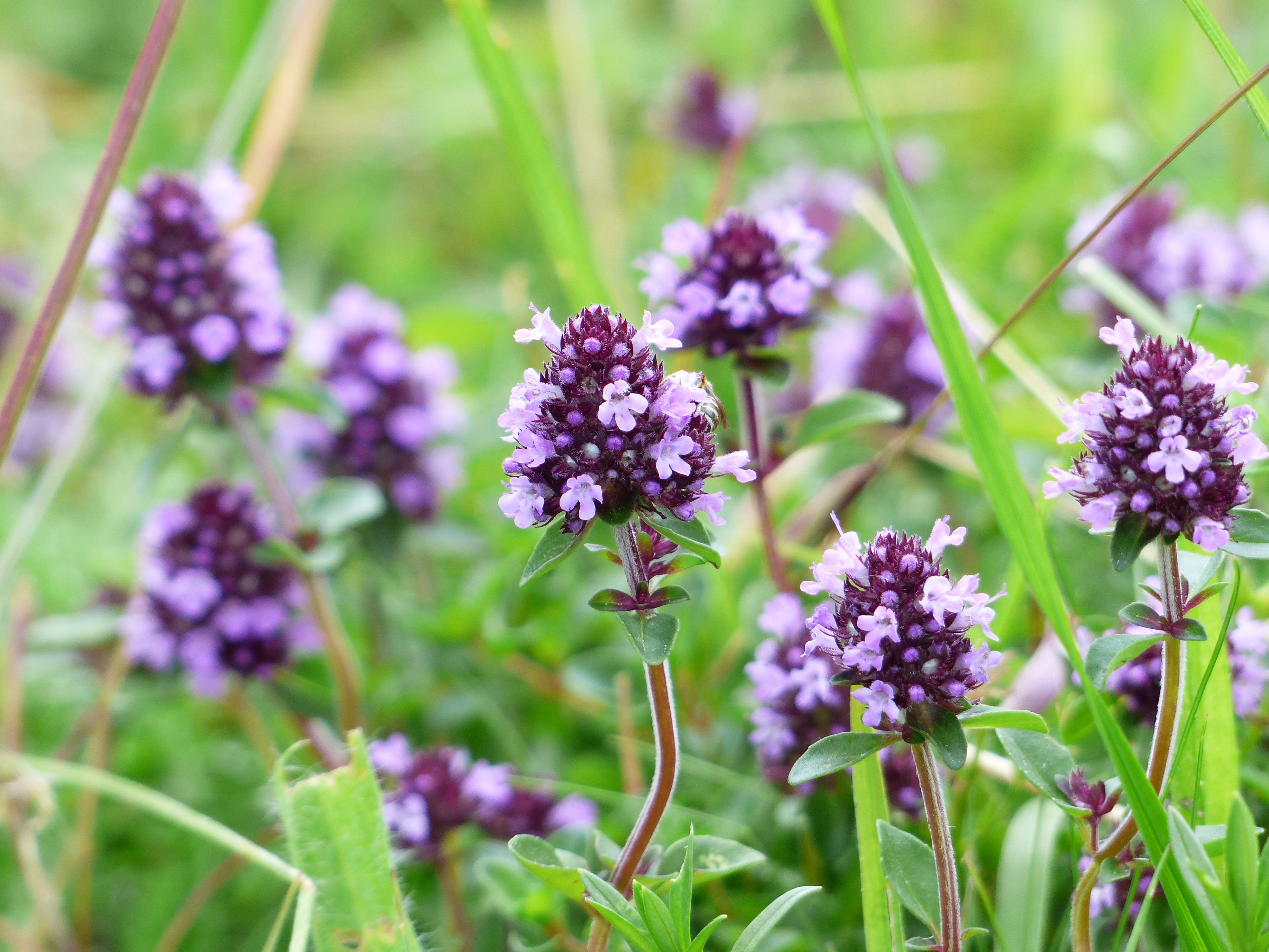 wild cinnamon, customer alder, common thyme, kueckenkuemmel, feldpoley, flower head, thymus serpyllum, wild meron, thyme thyme, marie bed straw, focus on foreground, HD Wallpaper
