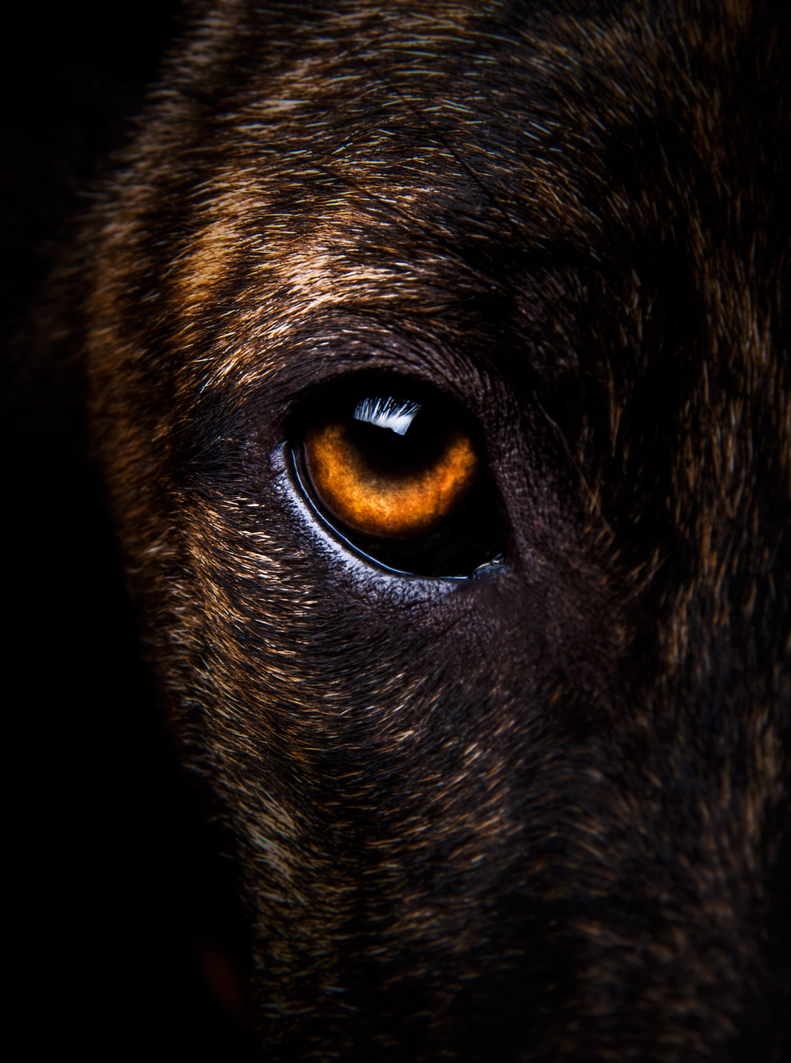 faithful, whisker, 2K, loving, eyes, domestic animals, always, portrait, canine, one animal, animal, close-up, animal body part, eye, pets, dog, no people, Phone HD Wallpaper