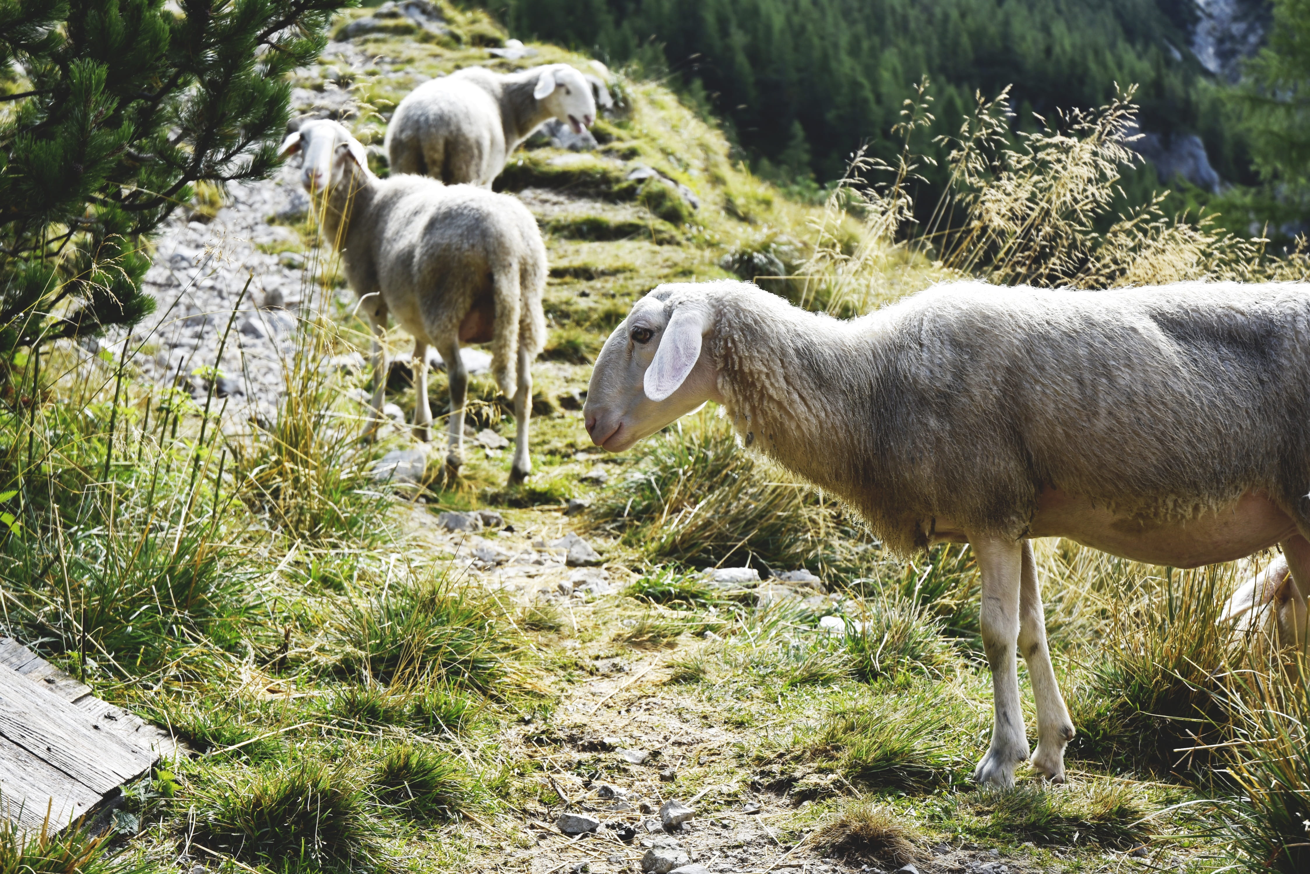 group of animals, nature, mountain path, wildlife, vertebrate, julian alps, animals, growth, sheep, young animal, animal family, animal, slovenia, hiking, HD Wallpaper