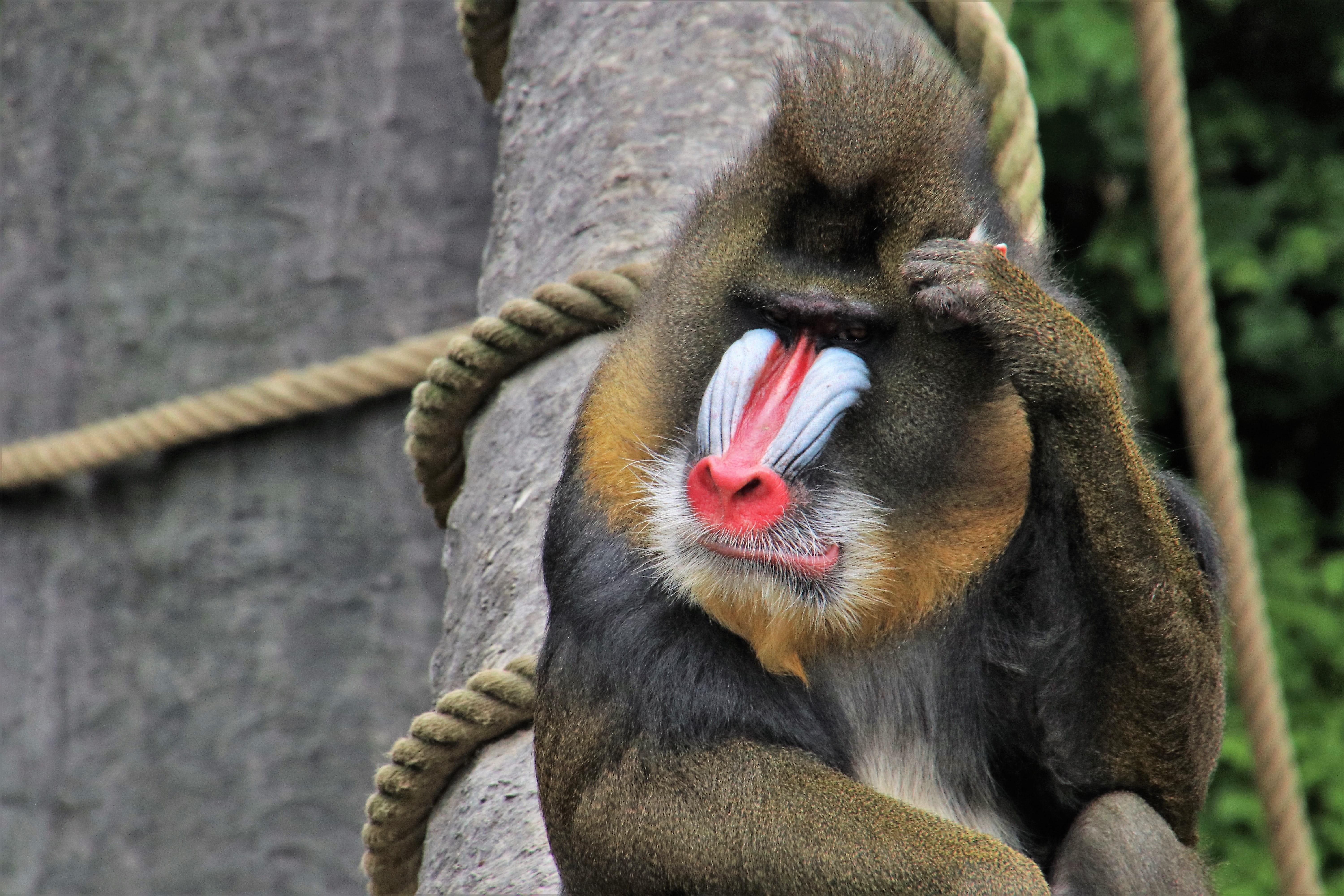 primate, baboon, string, vertebrate, animals, threat, furry, outdoors, mammal, predator, animal body part, nature, red nose, feb, think positive, close-up, HD Wallpaper