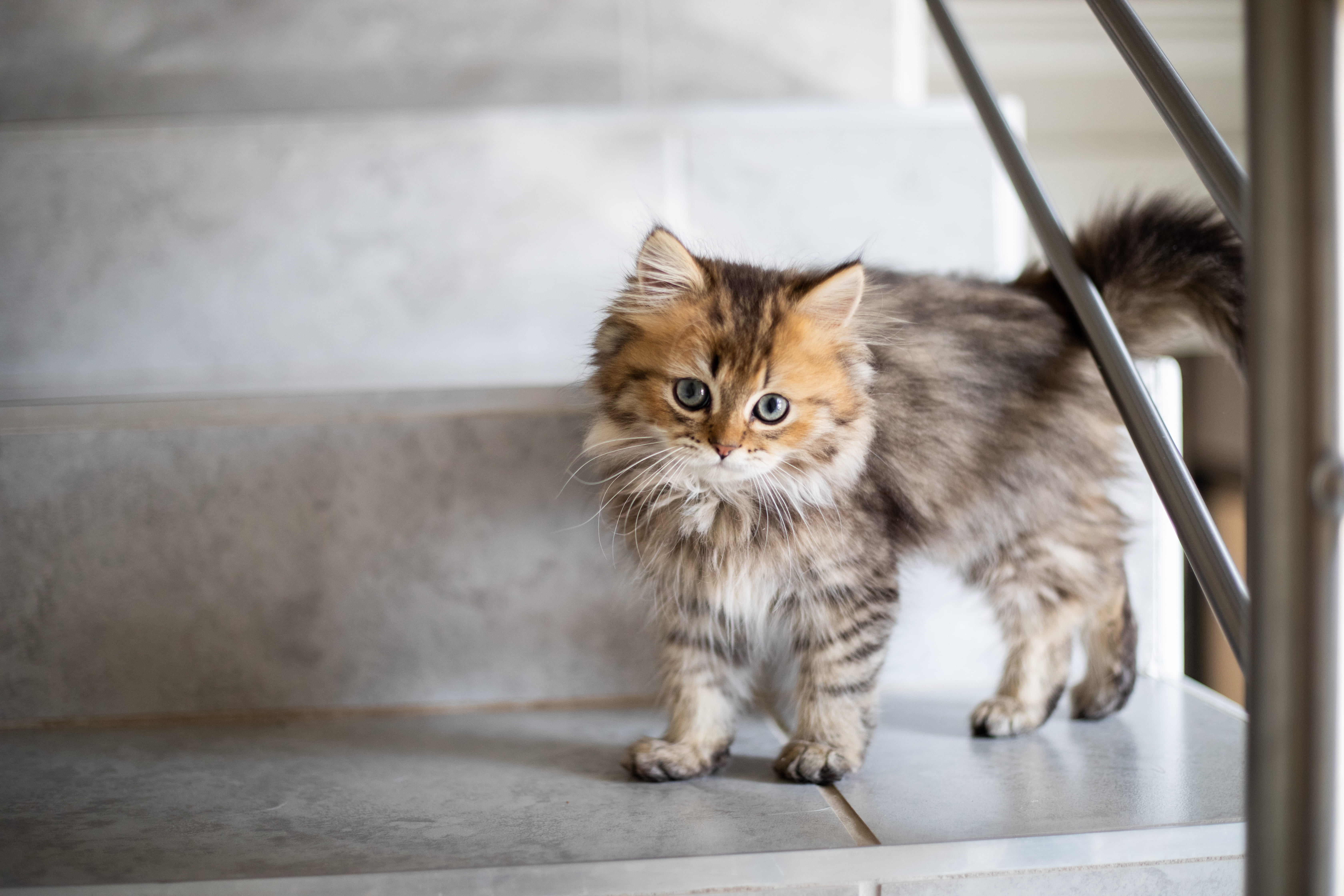 animal, pet, cute animals, one animal, mammal, slate, abyssinian, 5K, strap, manx, looking at camera, cat, chinchilla, siamese, flooring, whisker, no people, HD Wallpaper