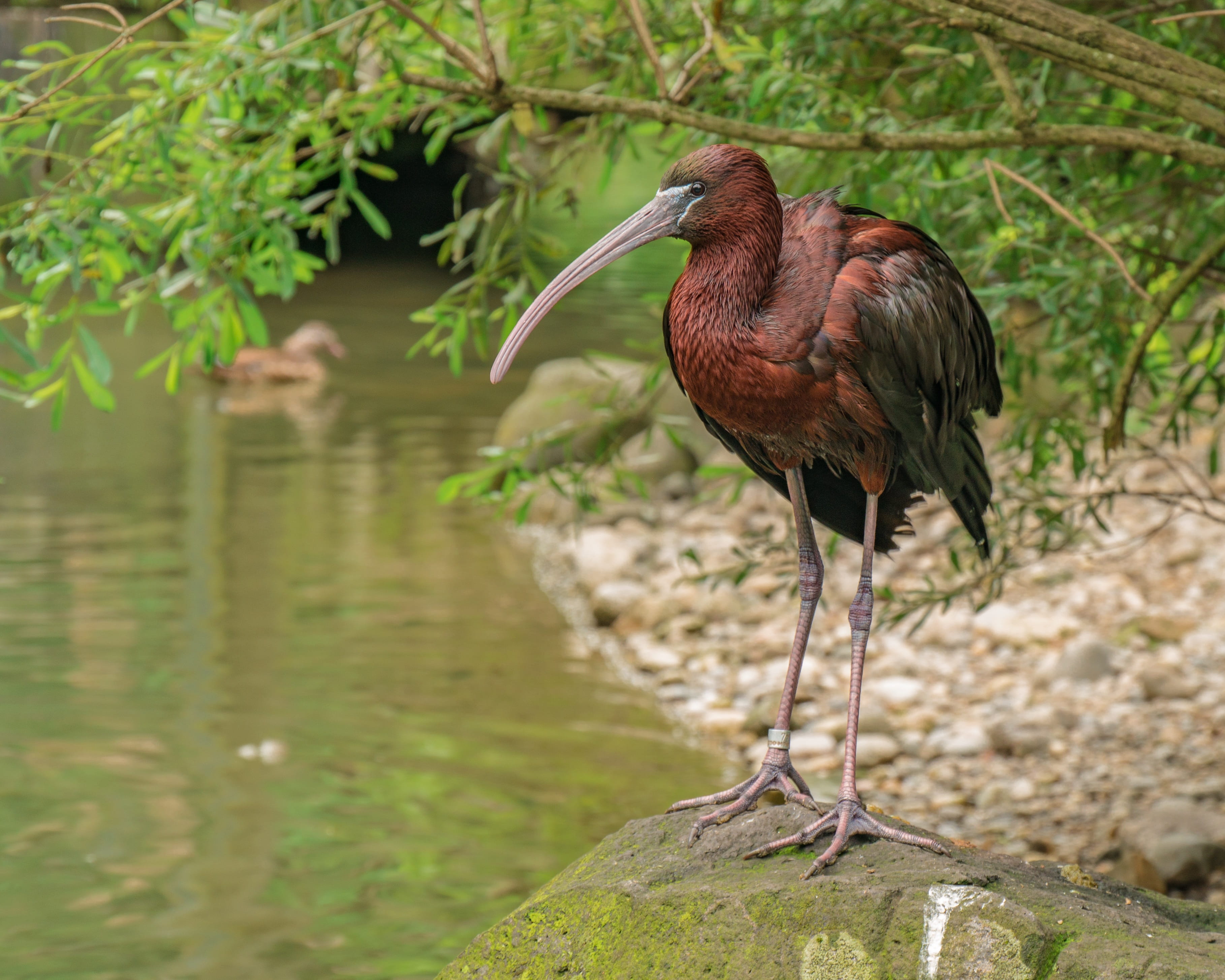 eastern, lake, perching, glossy ibis, heron, animal, bird, day, water, no people, plant, water bird, 2K, animal wildlife, one animal, animals in the wild, HD Wallpaper
