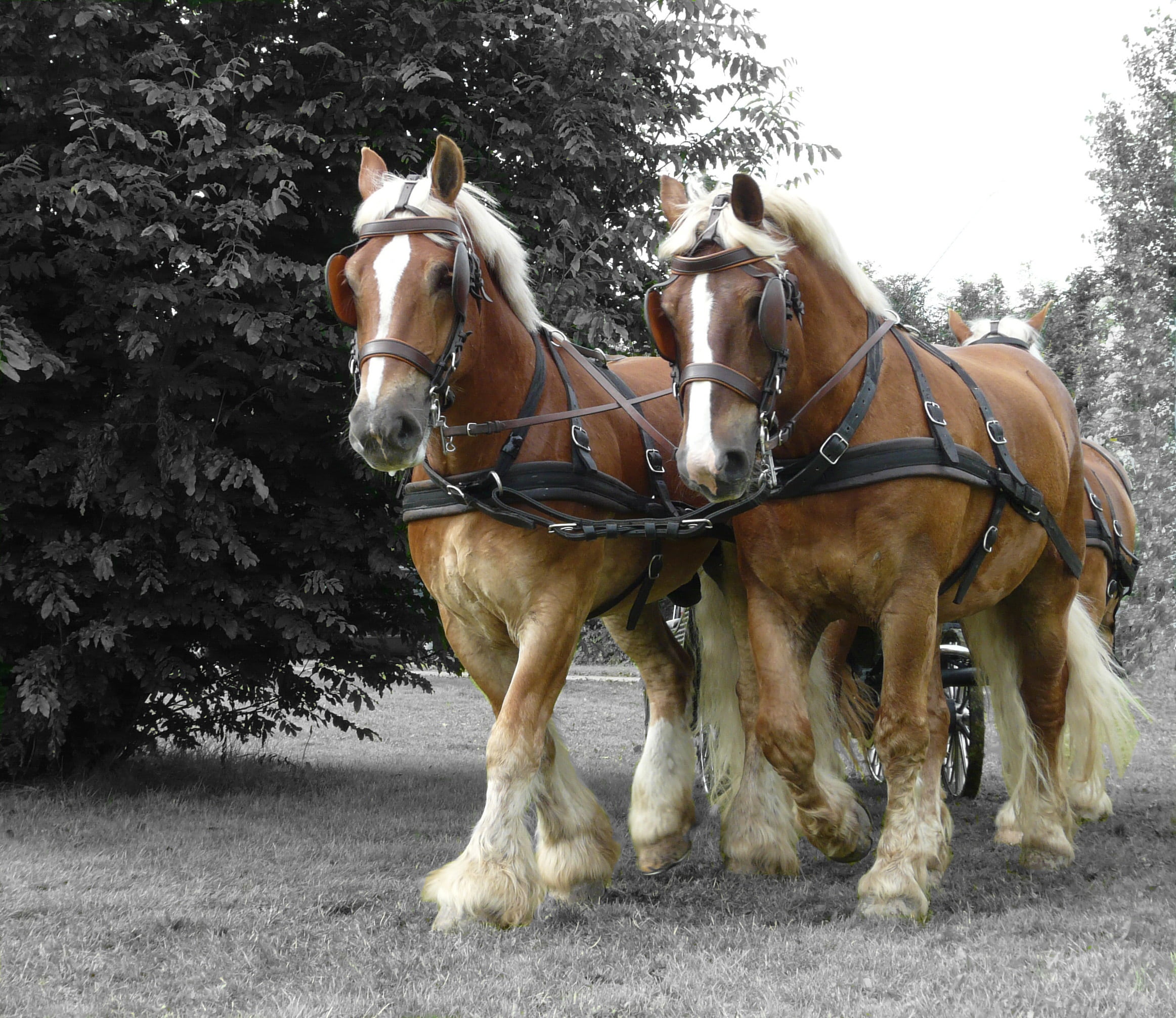 livestock, four, nature, domestic animals, outdoors, animal themes, mammal, bridle, two animals, stallions, animals, domestic, brown, sports, draft horse, HD Wallpaper