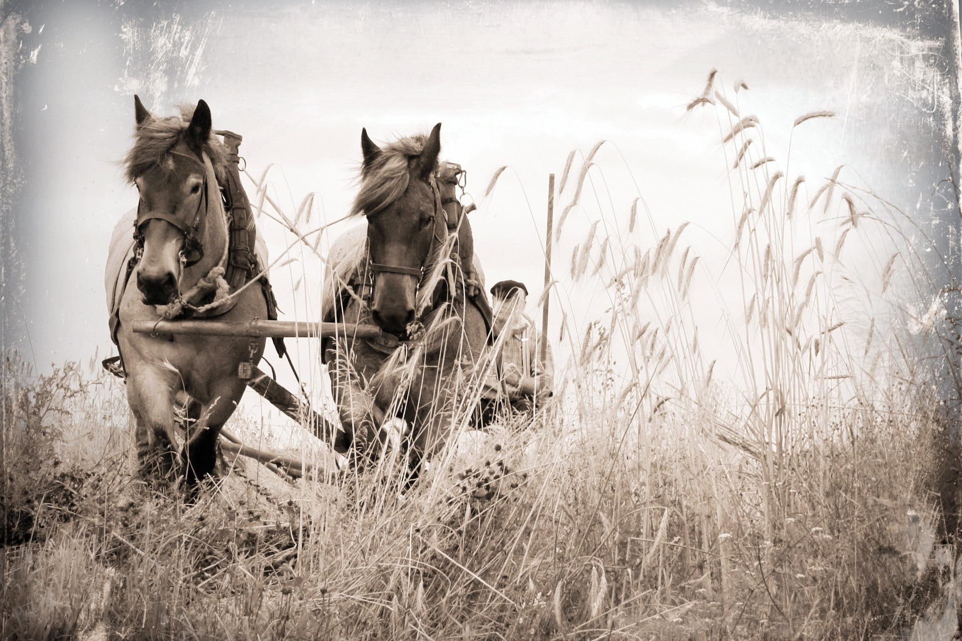 remember, 1080P, home, animals, place, remember my home place, draft horses, farm, HD Wallpaper