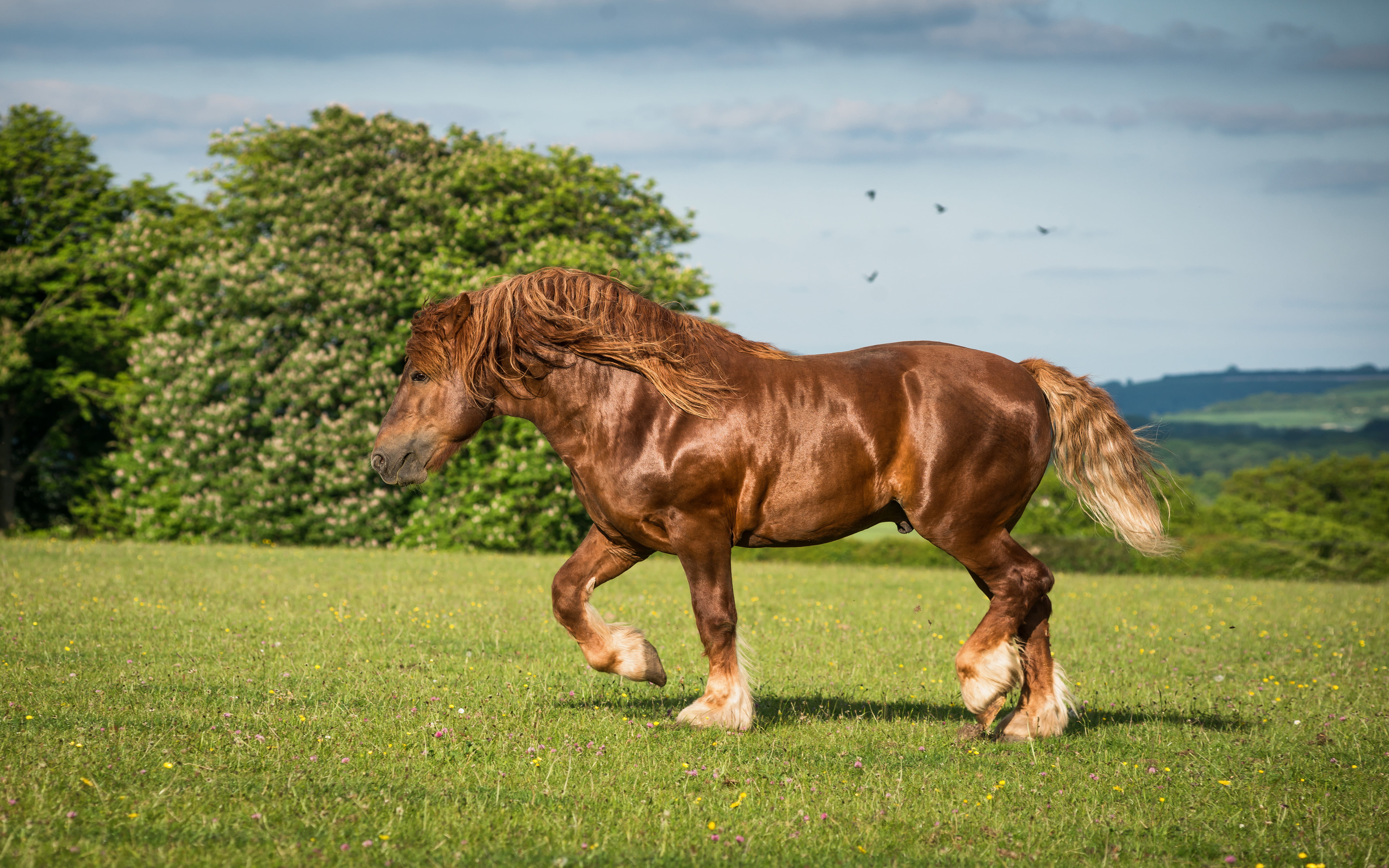 nature, plant, chestnut, punch, breed, animal, field, domestic animals, livestock, horse, no people, green color, color, one animal, domestic, animal themes, HD Wallpaper