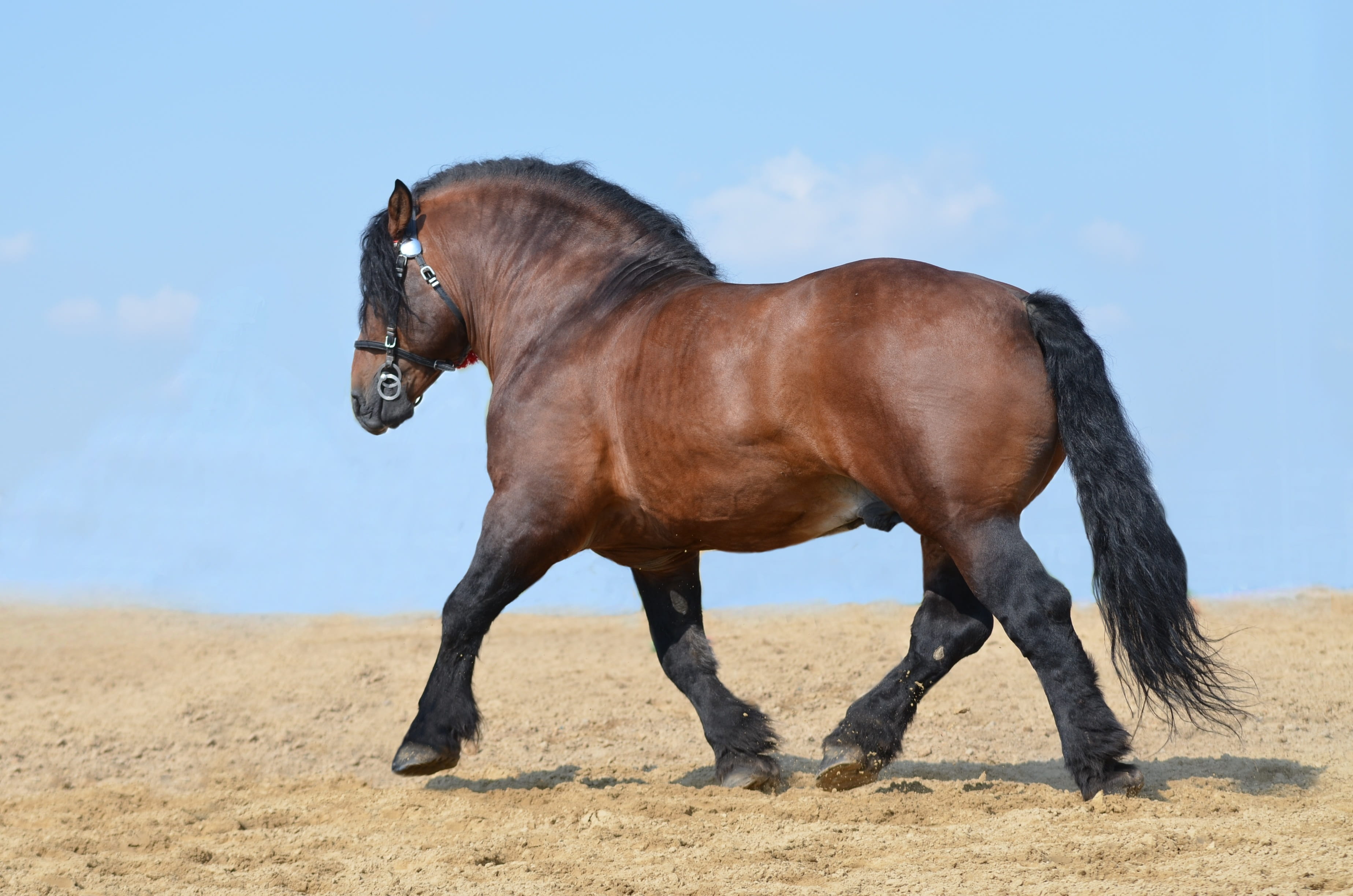 stallion, agricultural, sand, vertebrate, animal wildlife, heavy, heavy draft horse, trot, outdoors, animal, mammal, land, climate, 2K, domestic, no people, HD Wallpaper