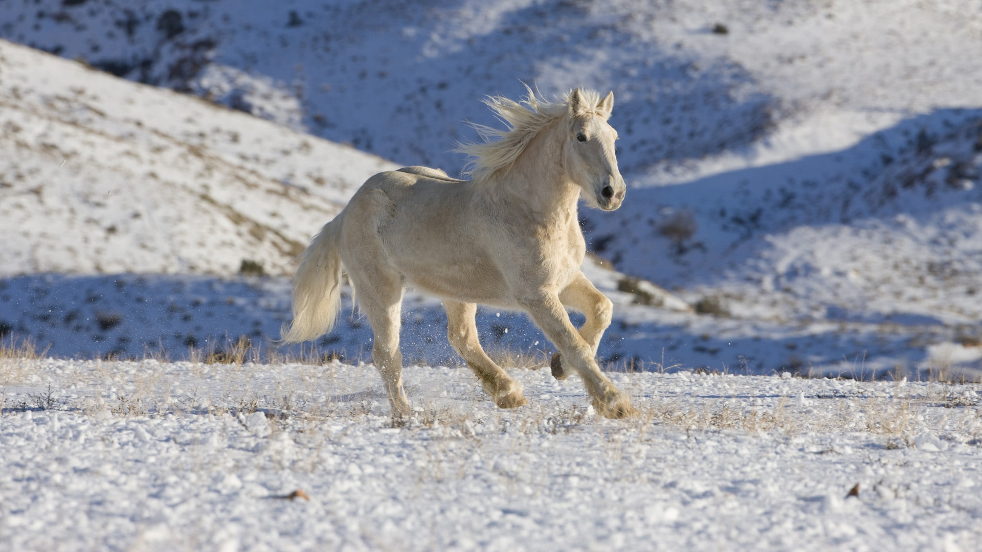 draft, palomino, hd, 1080P, animals, shell, Palomino Draft Horse, Wyoming, horses, art, snow, horse, HD Wallpaper
