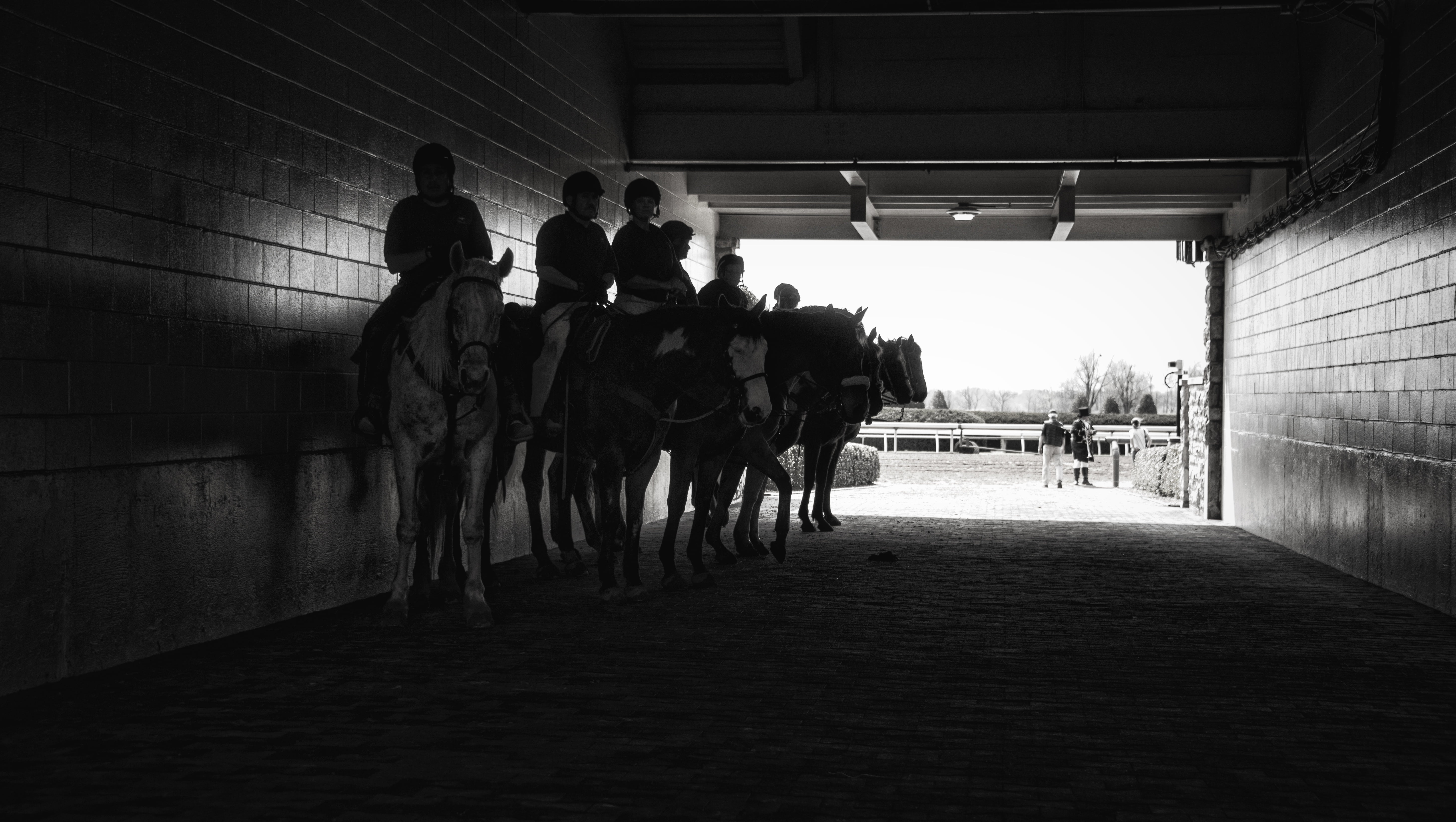action, crowd, walking, animal wildlife, domestic animals, domestic, men, race tunnel, competitor, mammal, 5K, gambling, horse, sport, group of people, HD Wallpaper