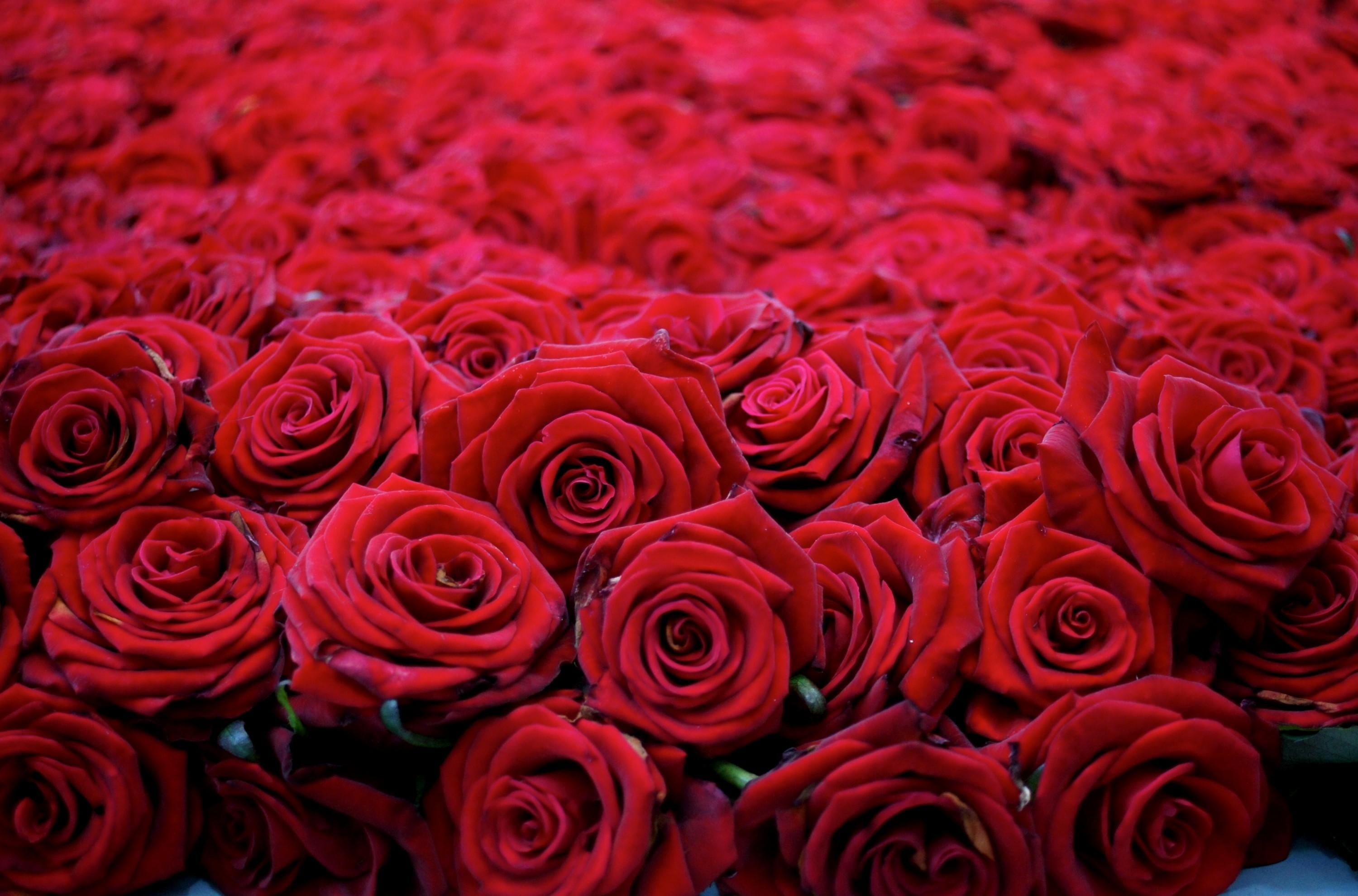 rose, bunch of flowers, petal, beautiful, flower market, red, abundance, elegance, flowering plant, fragility, leaf, 2K, flower Head, nature, beauty, no people, HD Wallpaper