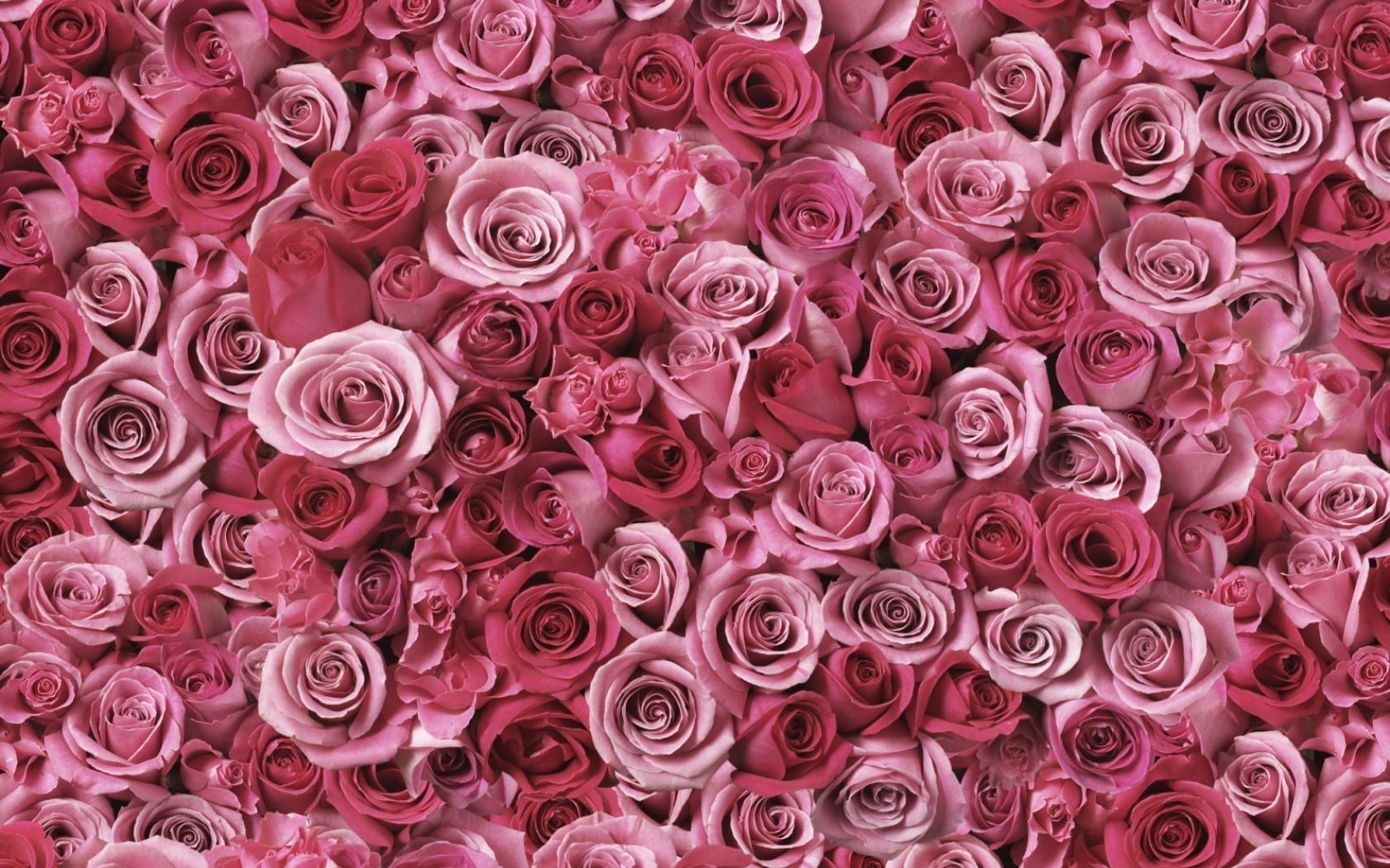 abundance, flower market, valentines Day - Holiday, wedding, flowering plant, abstract, large group of objects, flower Head, rose, pink, rose - Flower, HD Wallpaper