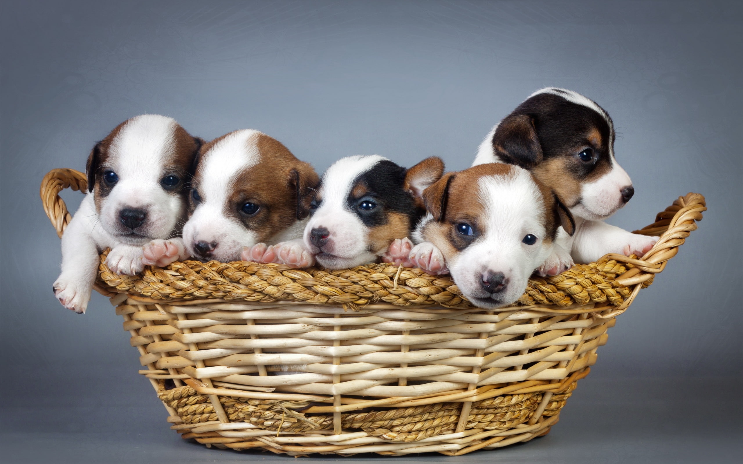Dogs, Basket, Many, Puppies, 2K, HD Wallpaper