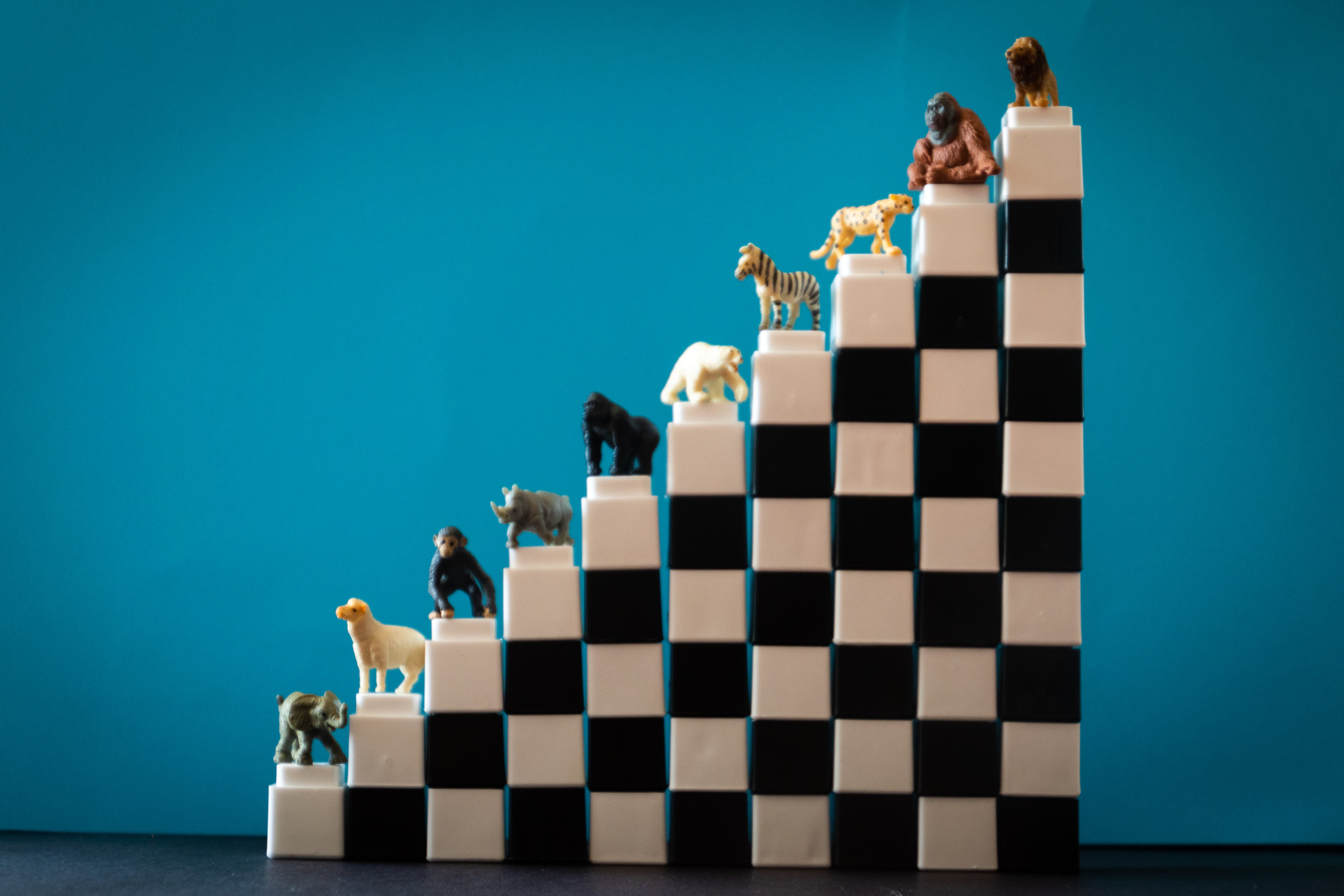 group of people, white, pack, wild animals, leisure games, rhinoceros, indoors, finish line, dogs, assorted, cheerful, black, blue, business, young adult, HD Wallpaper