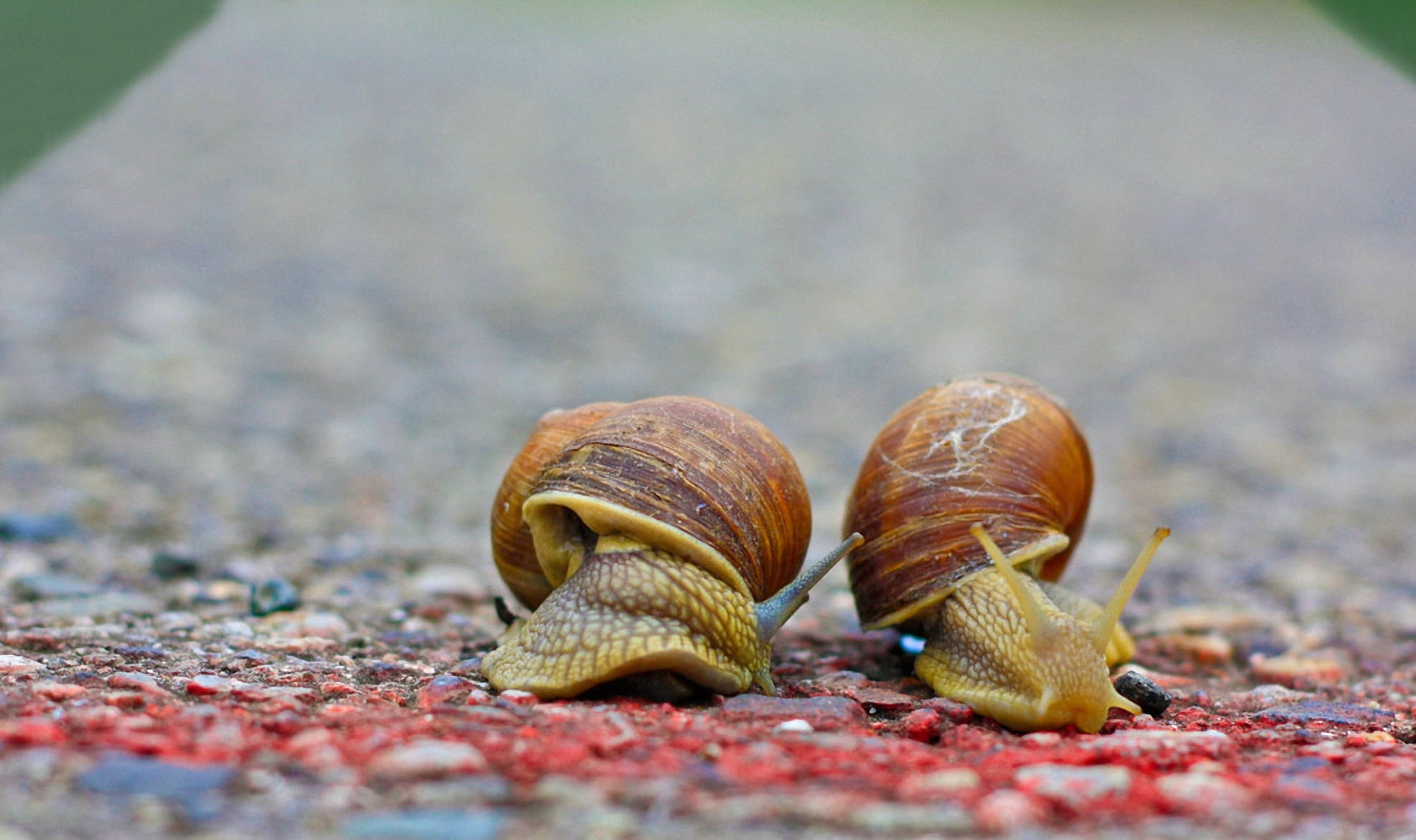 mucus, crustacean, no people, invertebrate, Snails, shell, mollusk, marine, surface level, green, Target, nature, outdoors, finish line, two, 1080P, fast, HD Wallpaper