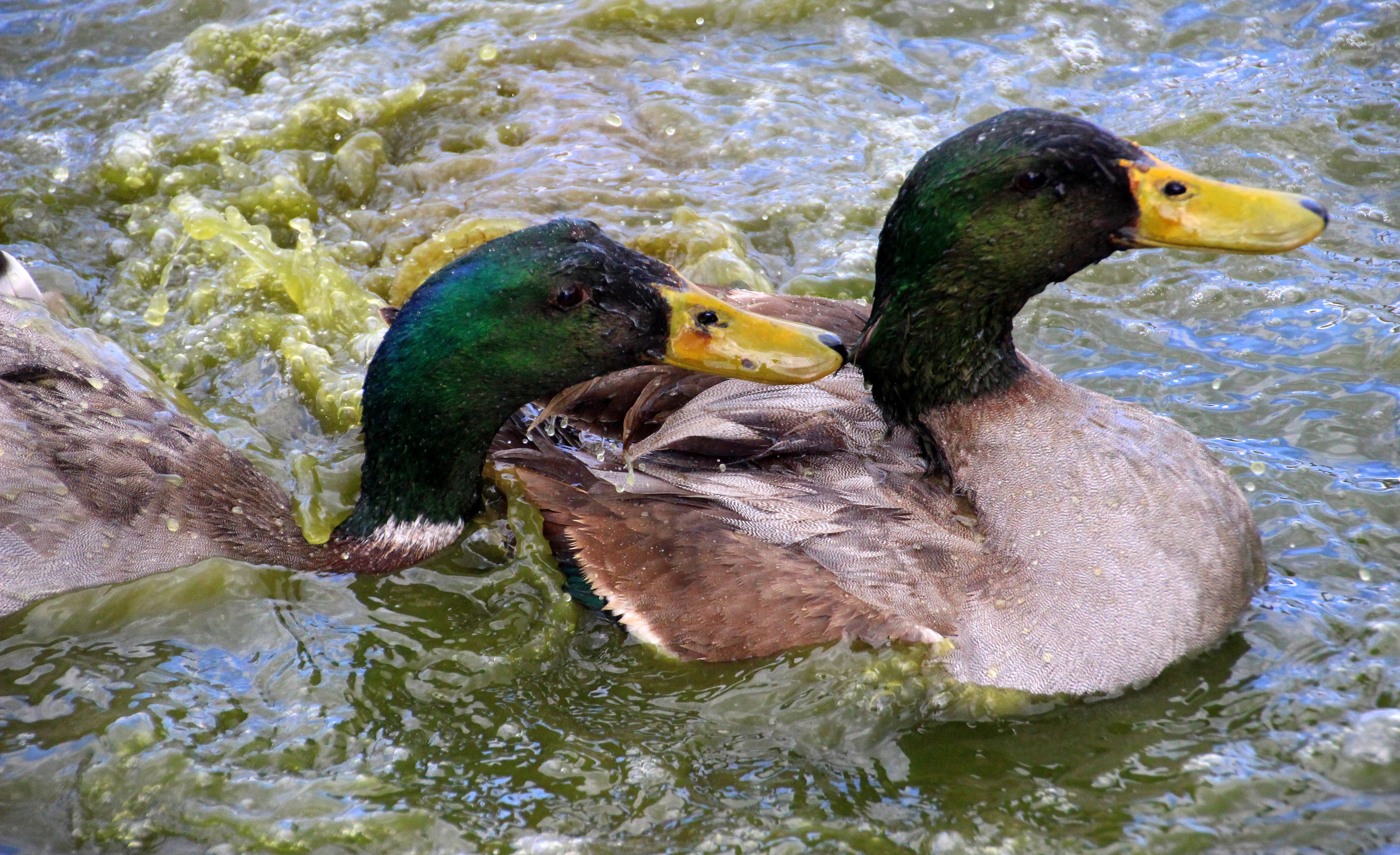 bird, lake, follow, water splashes, no people, duck, attack, poultry, one animal, drake, day, escape, 4K, animal themes, nature, contending among ducks, HD Wallpaper
