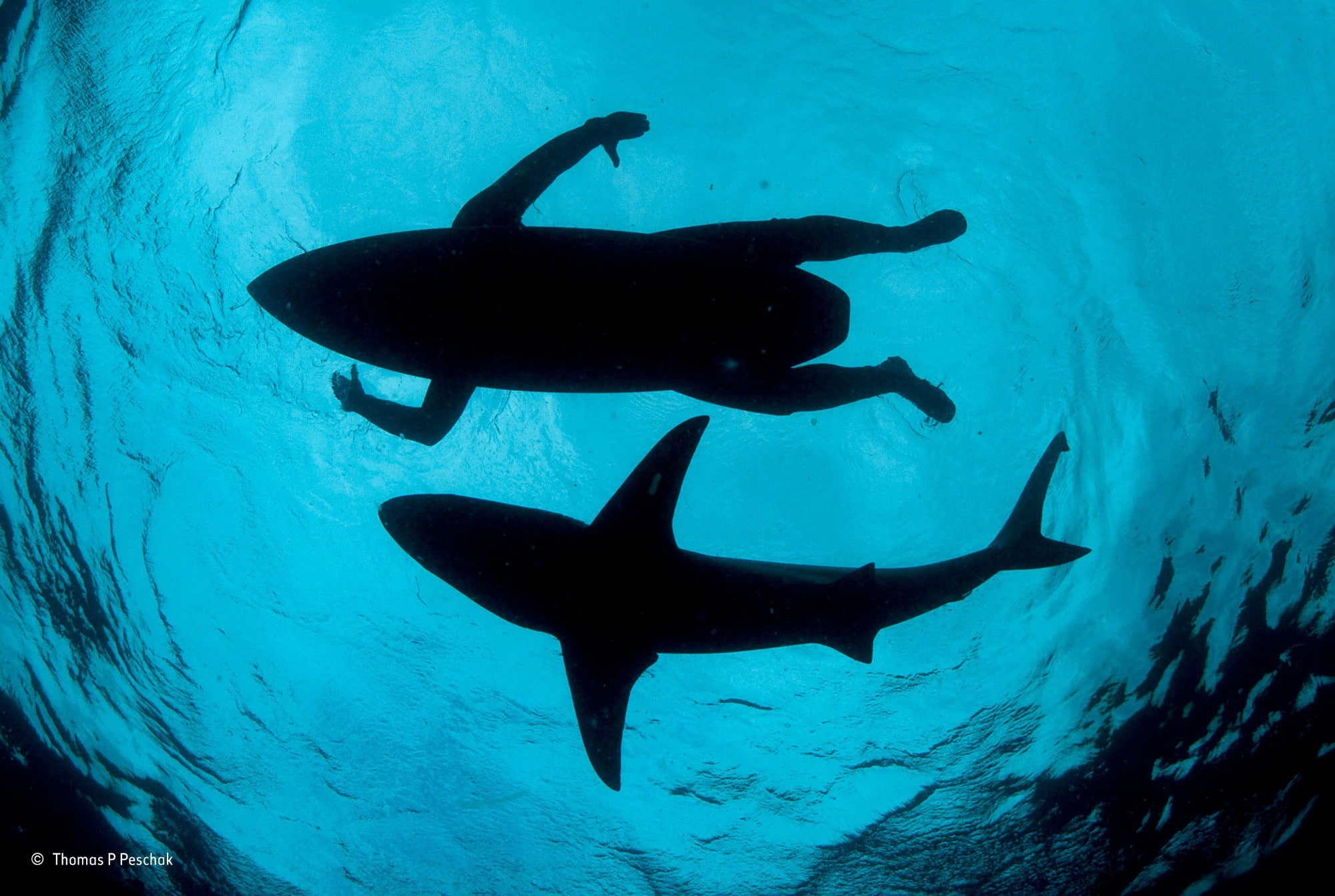 photography, animal wildlife, animals, no people, contests, silhouette, sea, shark, aquatic sport, winner, 1080P, swimming, animal themes, sport, group of animals, HD Wallpaper