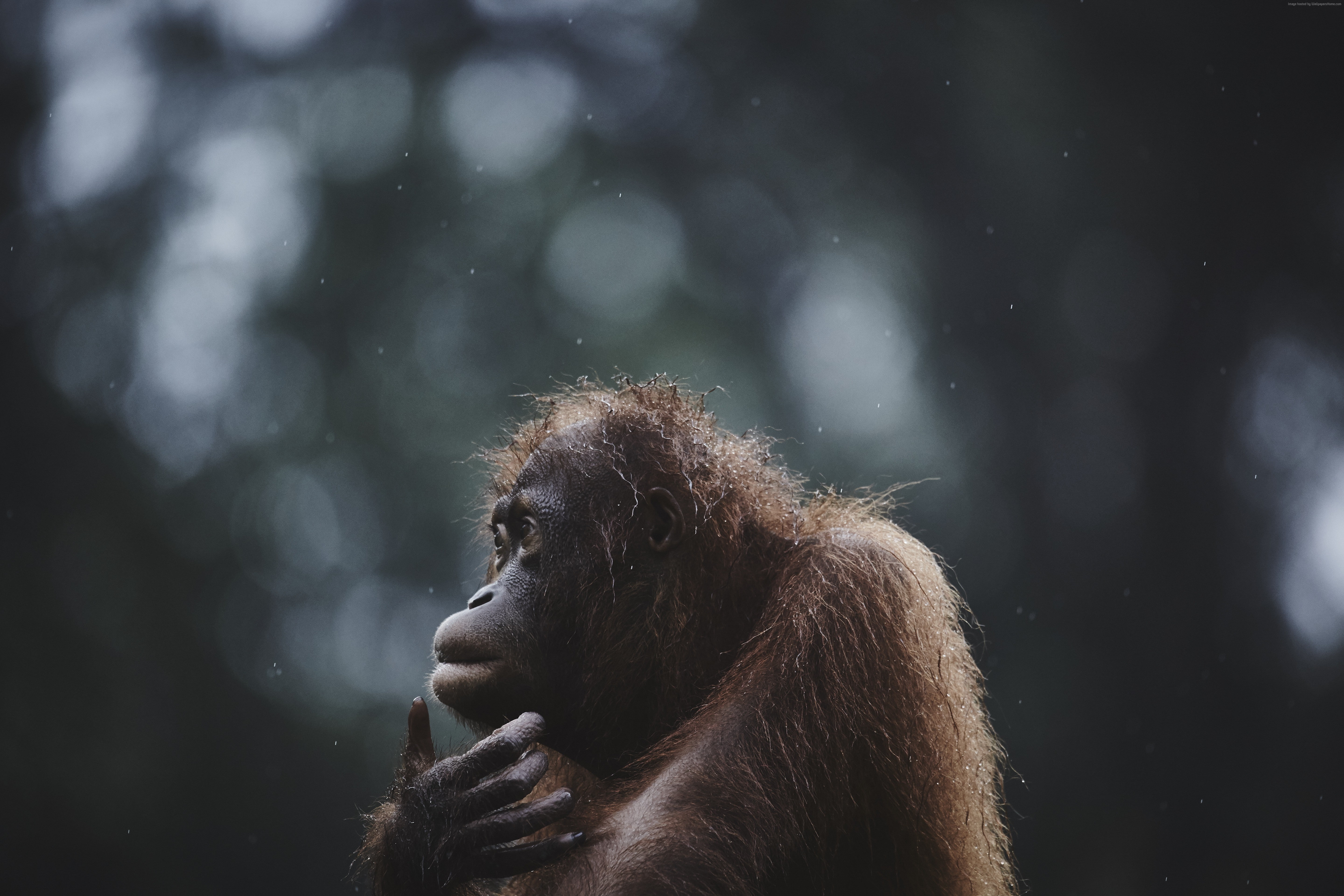 5K, Borneo, wildlife, Malaysia, Orangutan, National Geographic Traveler Photo Contest, HD Wallpaper
