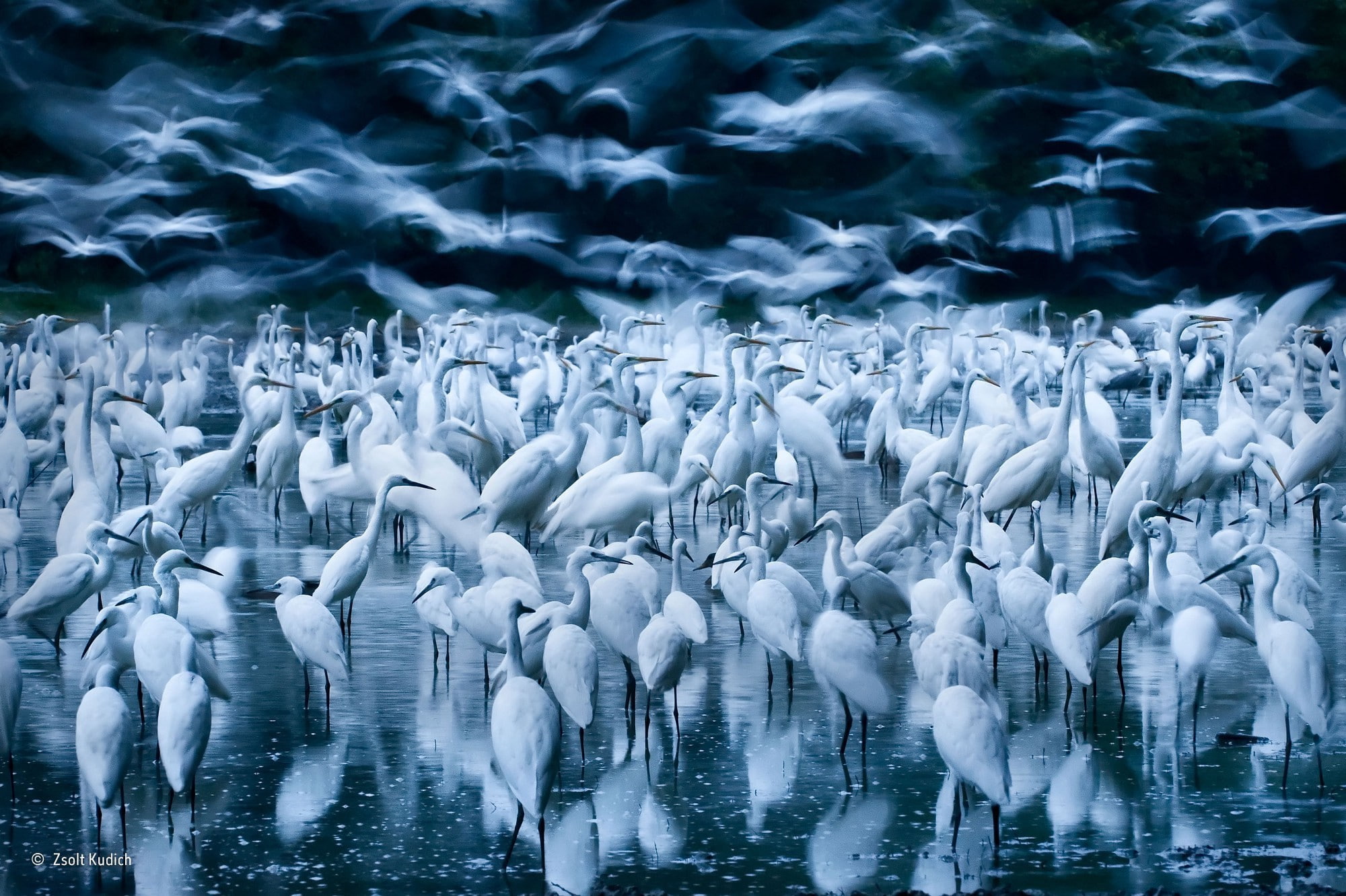nature, photography, 1080P, reflection, Hungary, birds, water, long exposure, flying, winner, animals, contests, HD Wallpaper