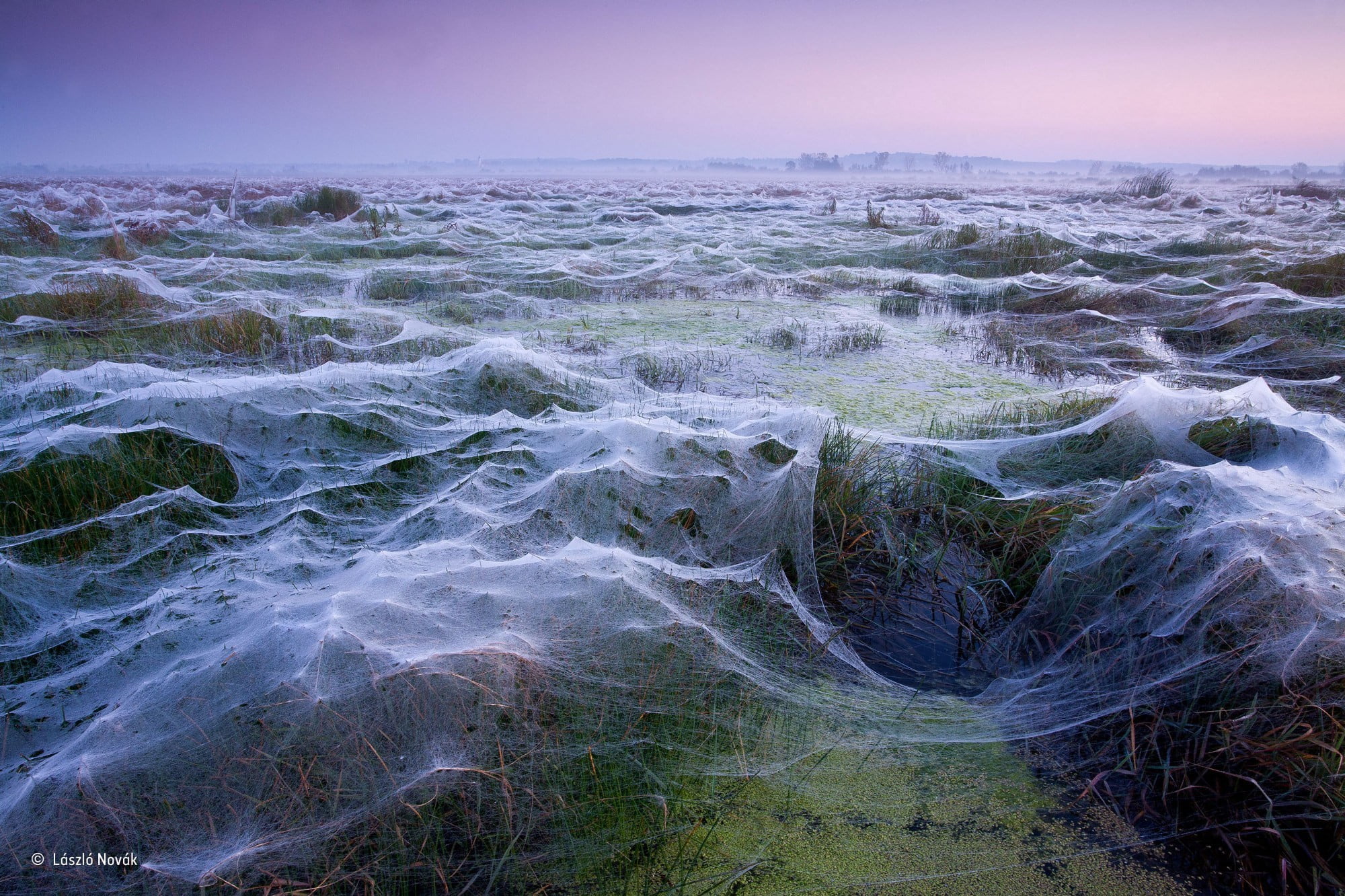 sea, painting, trees, white, no people, spiderwebs, rock - object, winner, cloud - sky, abstract, plants, swamp, rock, photography, nature, motion, plant, HD Wallpaper