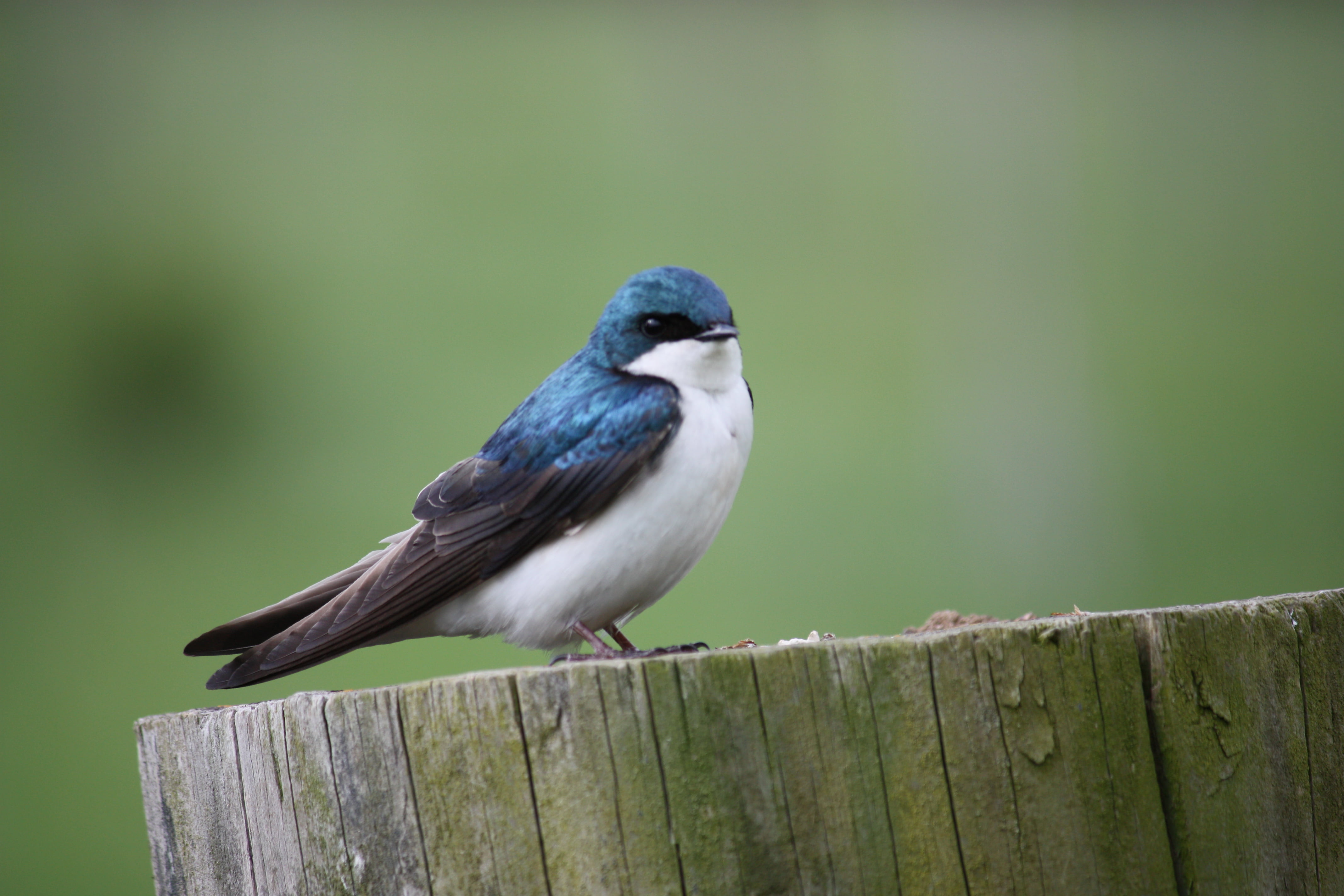 nature, bird, Blue Bird, 4K, beak, birds, animal, photo  contest, state  park, blue, shenandoah  river, untitled, wildlife, outside, HD Wallpaper