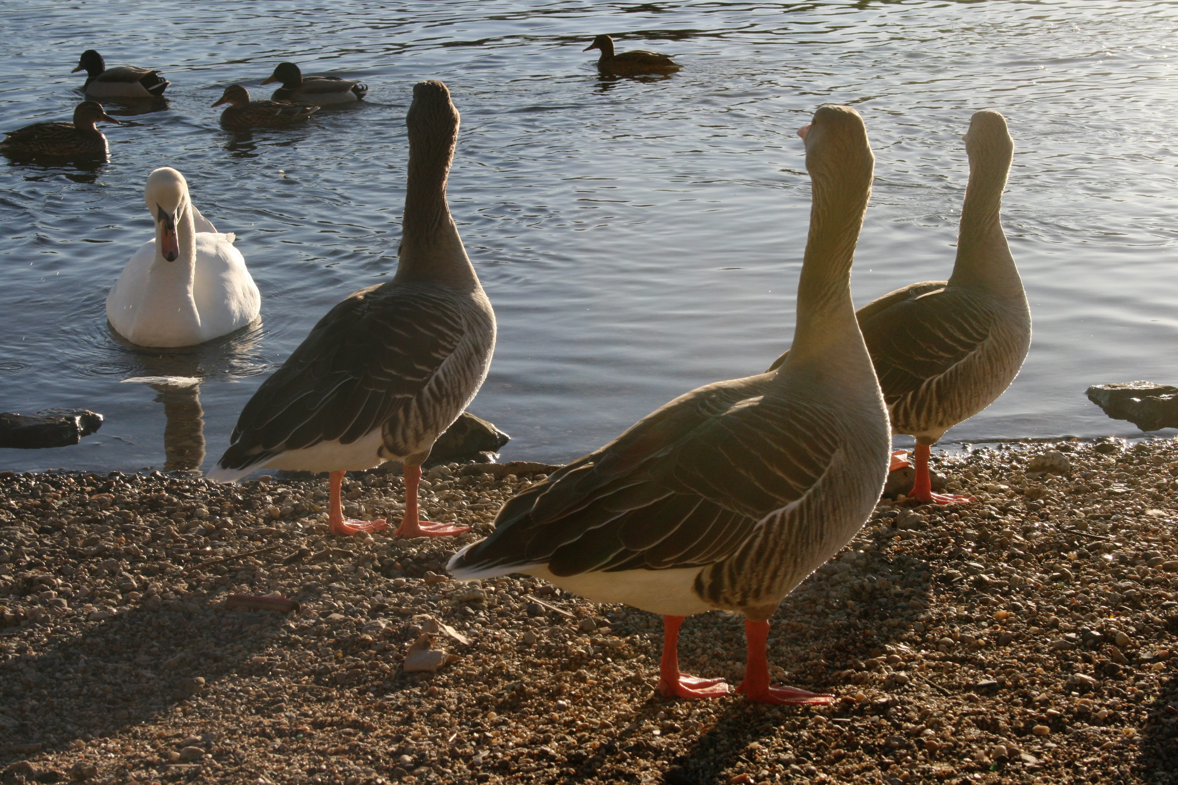 beach, waterfowl, medium group of animals, bird, waters, animal wildlife, birds, goose, swan, group of animals, racism, day, schwimmvogel, animal family, HD Wallpaper