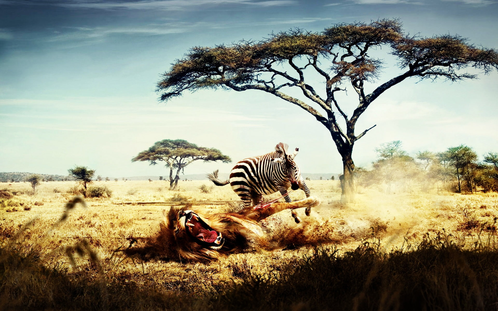fight, zebra, 1080P, opposite, lion, roles, HD Wallpaper