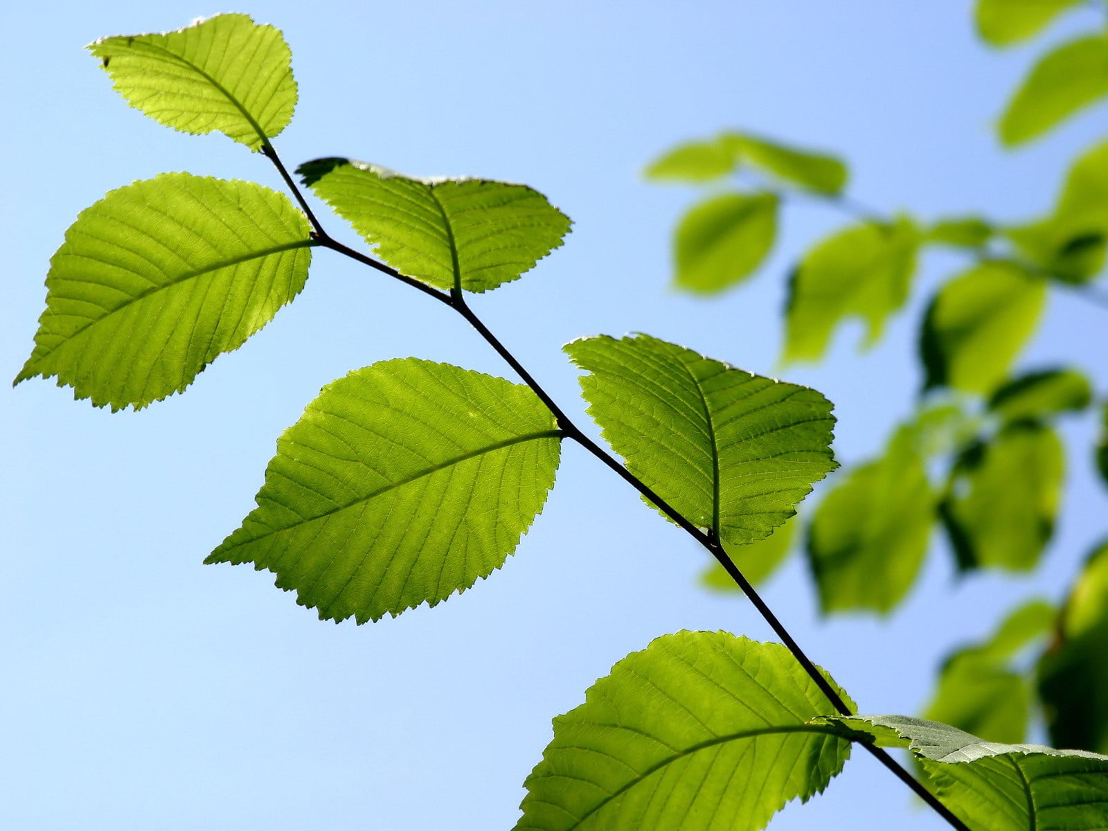 720P, sky, leaves, leaf, outdoors, clear sky, leafed, green, tree, growth, focus on foreground, opposite, plant, nature, green color, day, plant part, HD Wallpaper