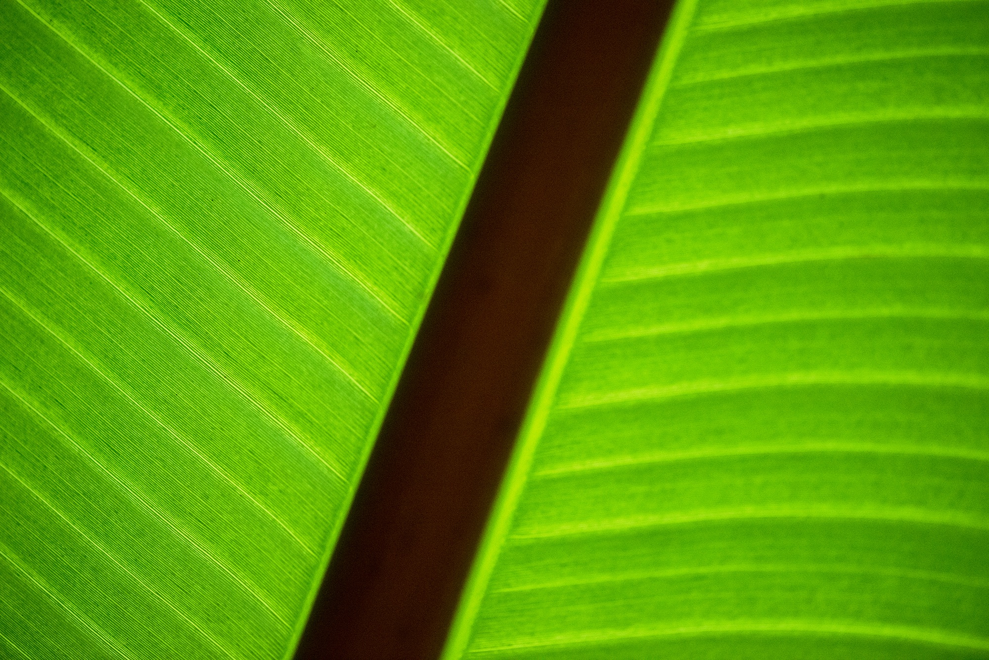 flora, forest, sharp, green, green color, unsharp, growth, close-up, ecology, no people, plant, leaves, summer, leaf vein, 1080P, freshness, season, blade of grass, HD Wallpaper