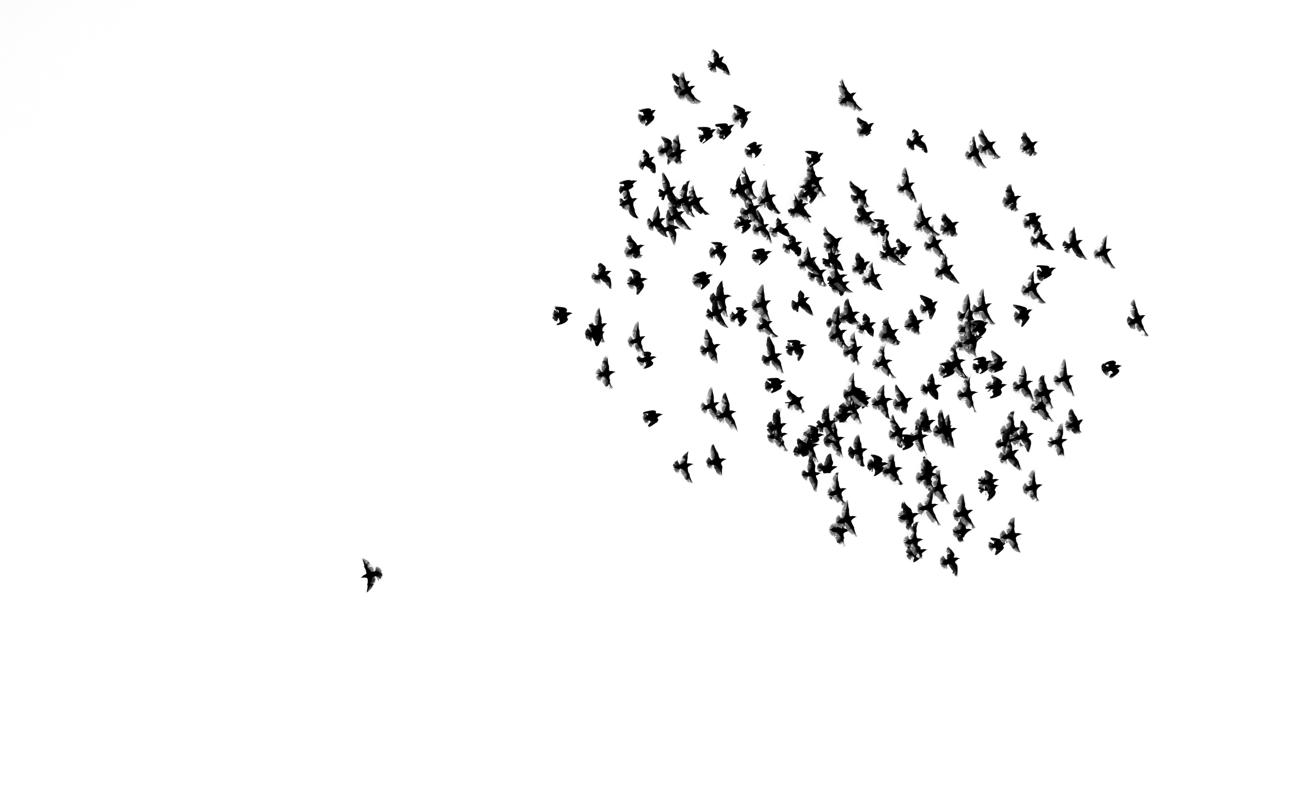 day, flock of birds, large group of animals, individual, flying, white, against the current, outdoors, low angle view, on the move, sky, creative, animal wildlife, HD Wallpaper