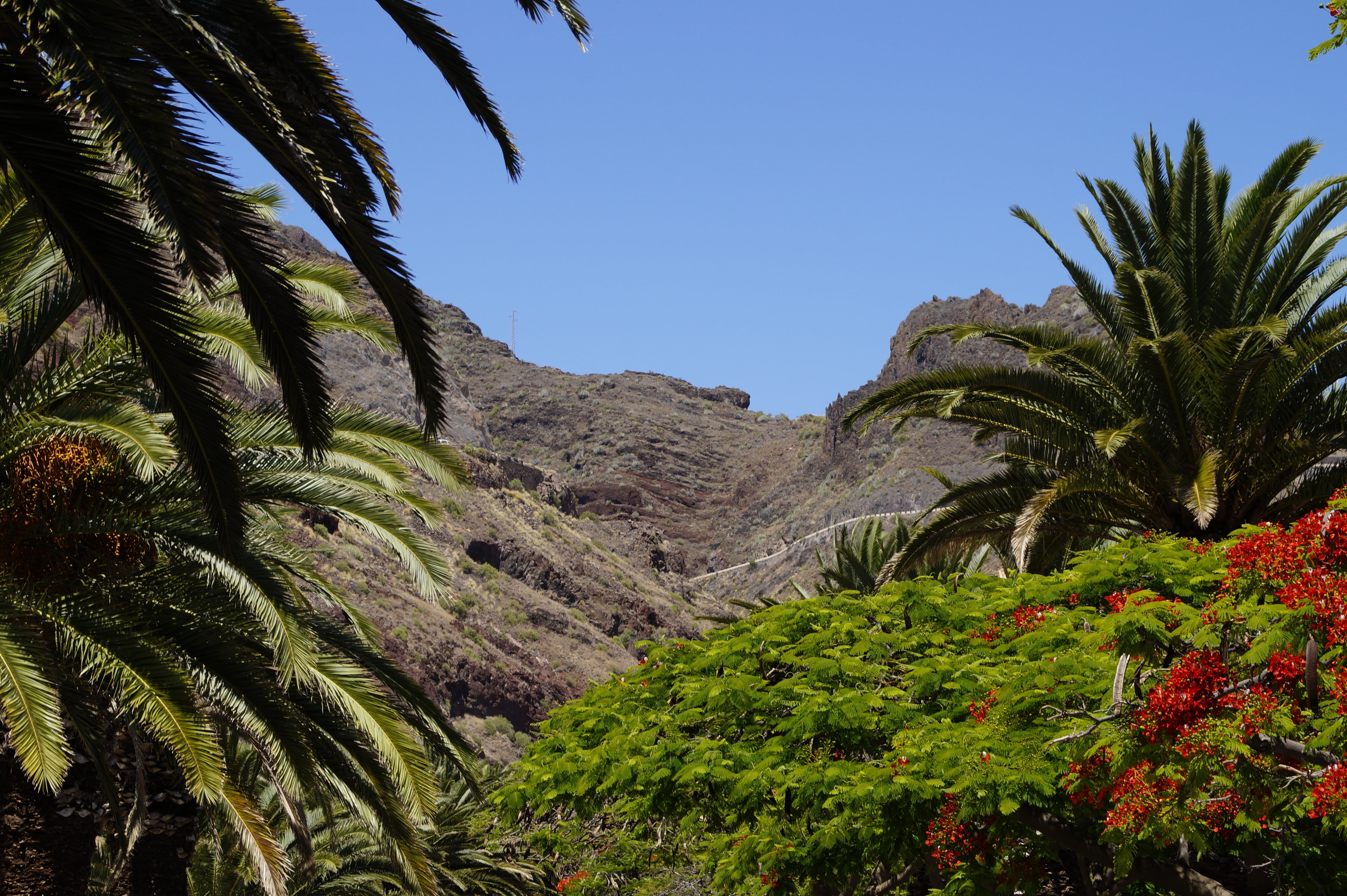 mountain, environment, non-urban scene, tranquility, tree, palm leaf, vegetation, karg, landscape, canary islands, day, growth, 5K, green color, nature, HD Wallpaper