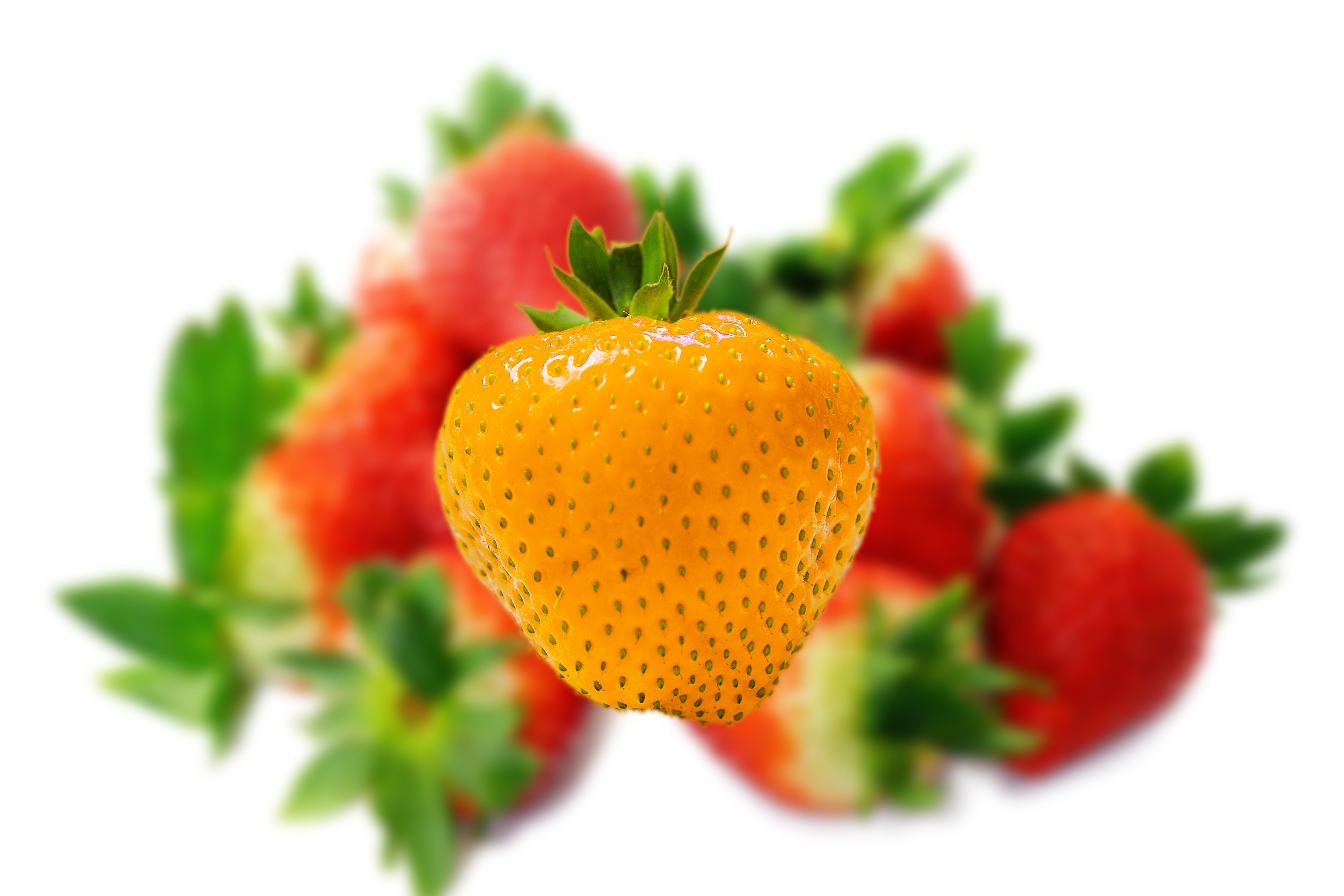 berry fruit, flower, alternative, ripe, against the current, nonconformist, beauty in nature, distinction, food, red, on the other hand, freshness, flower head, HD Wallpaper