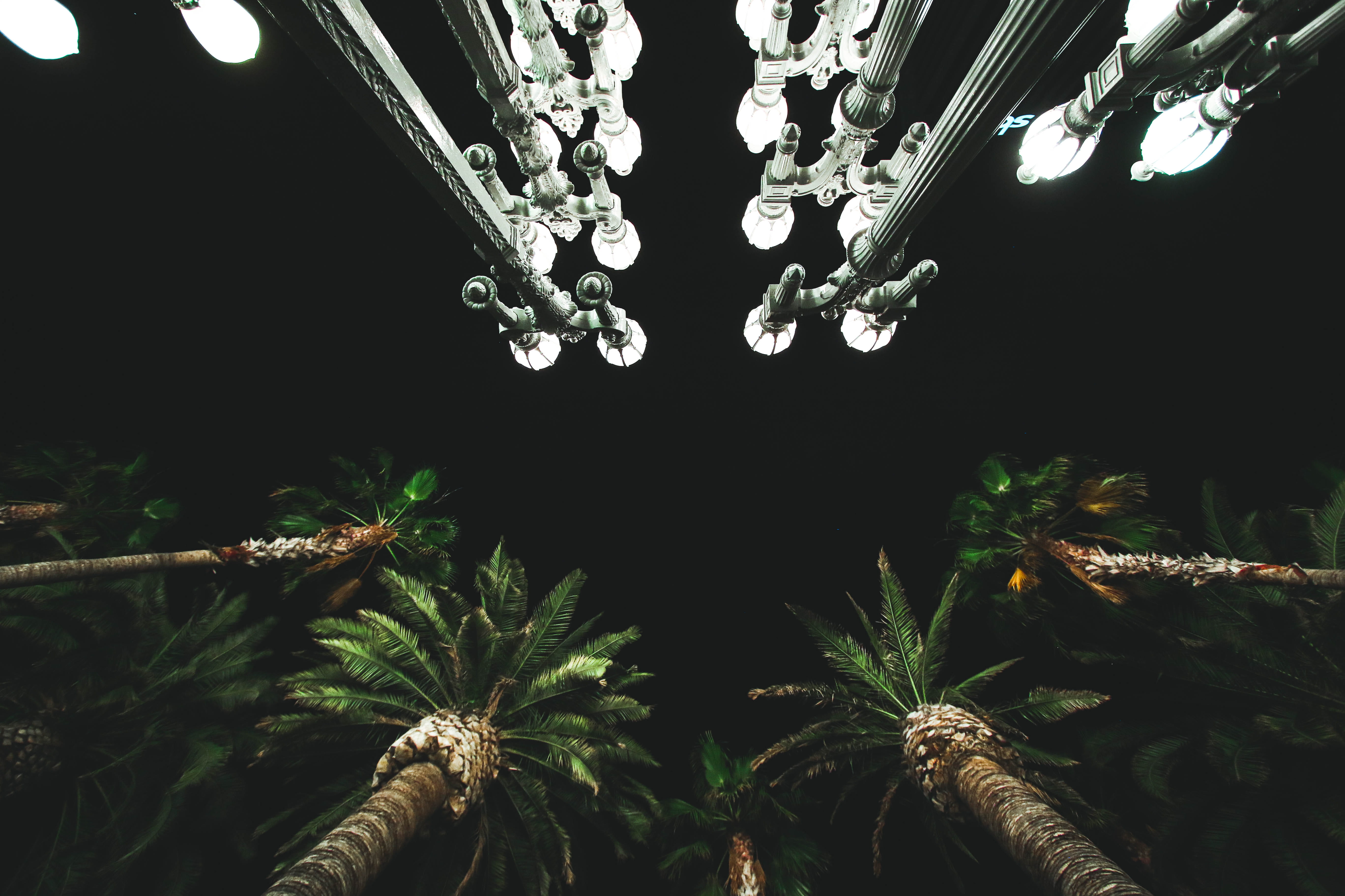 opposites, arecaceae, light bulb, tree, luxury, outdoors, land, palm tree, glowing, green color, architecture, jungle, angle, electricity, photo, ceiling, HD Wallpaper