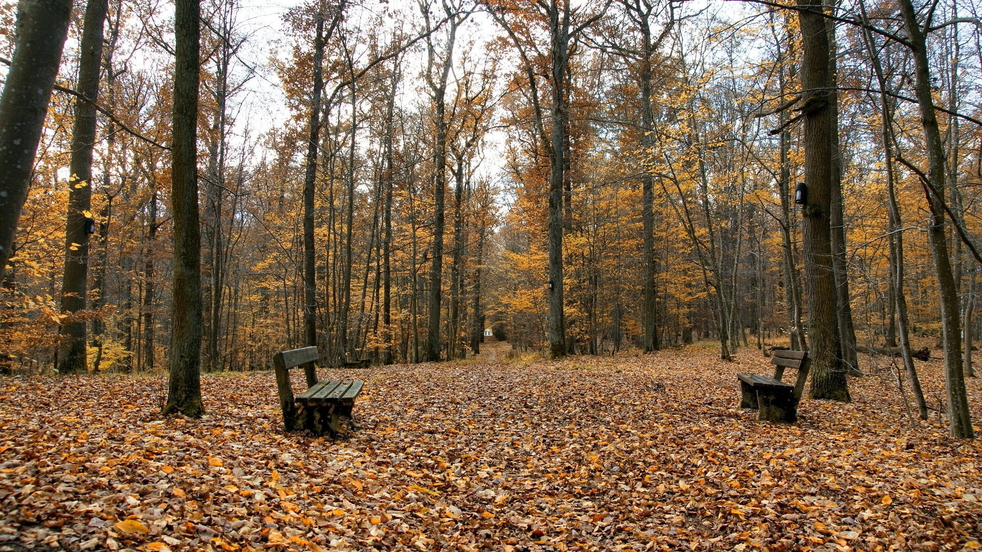 change, tree trunk, day, land, plant part, plant, tranquility, tranquil scene, Autumn, woodland, Park, seat, outdoors, no people, Emptiness, tree, leaf, HD Wallpaper