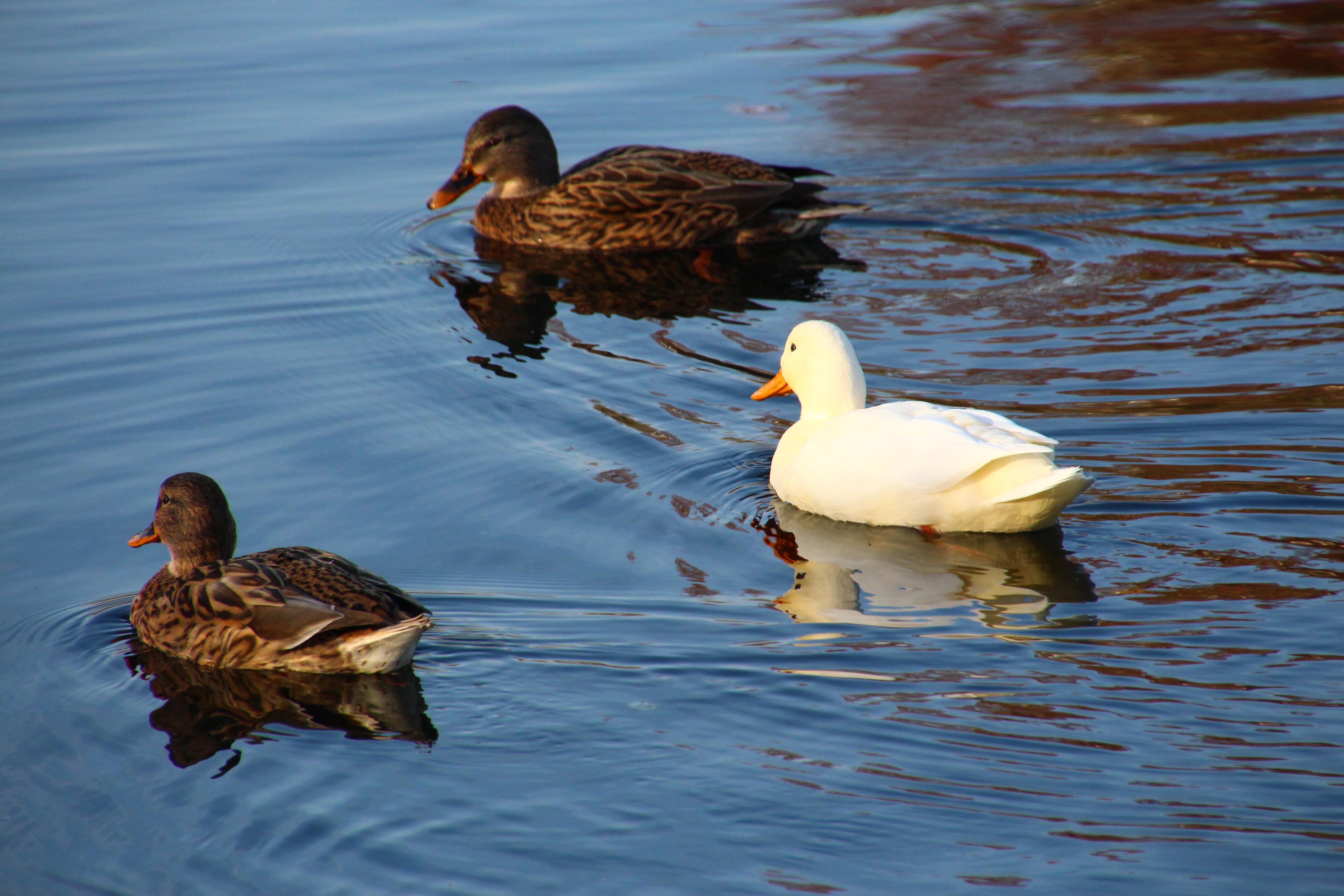 bird, flock of birds, contrariety, day, divergence, ducks, different, animal family, lake, 5K, deviation, water, difference, nature, yin yang, anders, HD Wallpaper