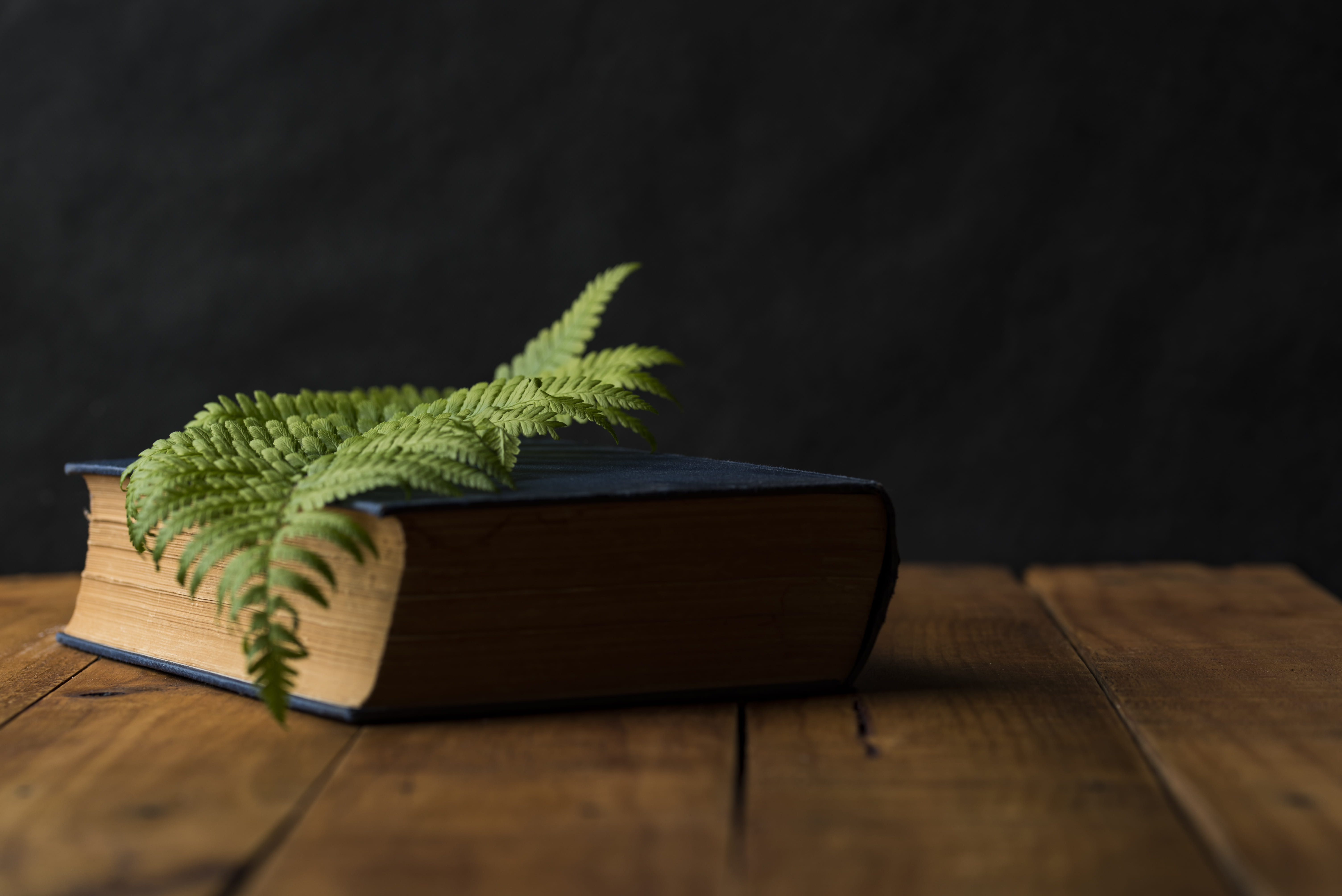 contrast, still life, green, 5K, indoors, blue, old book, brown, wooden, oppose, leaf, surface, black background, nature, book, close-up, fern, read, studio shot, HD Wallpaper