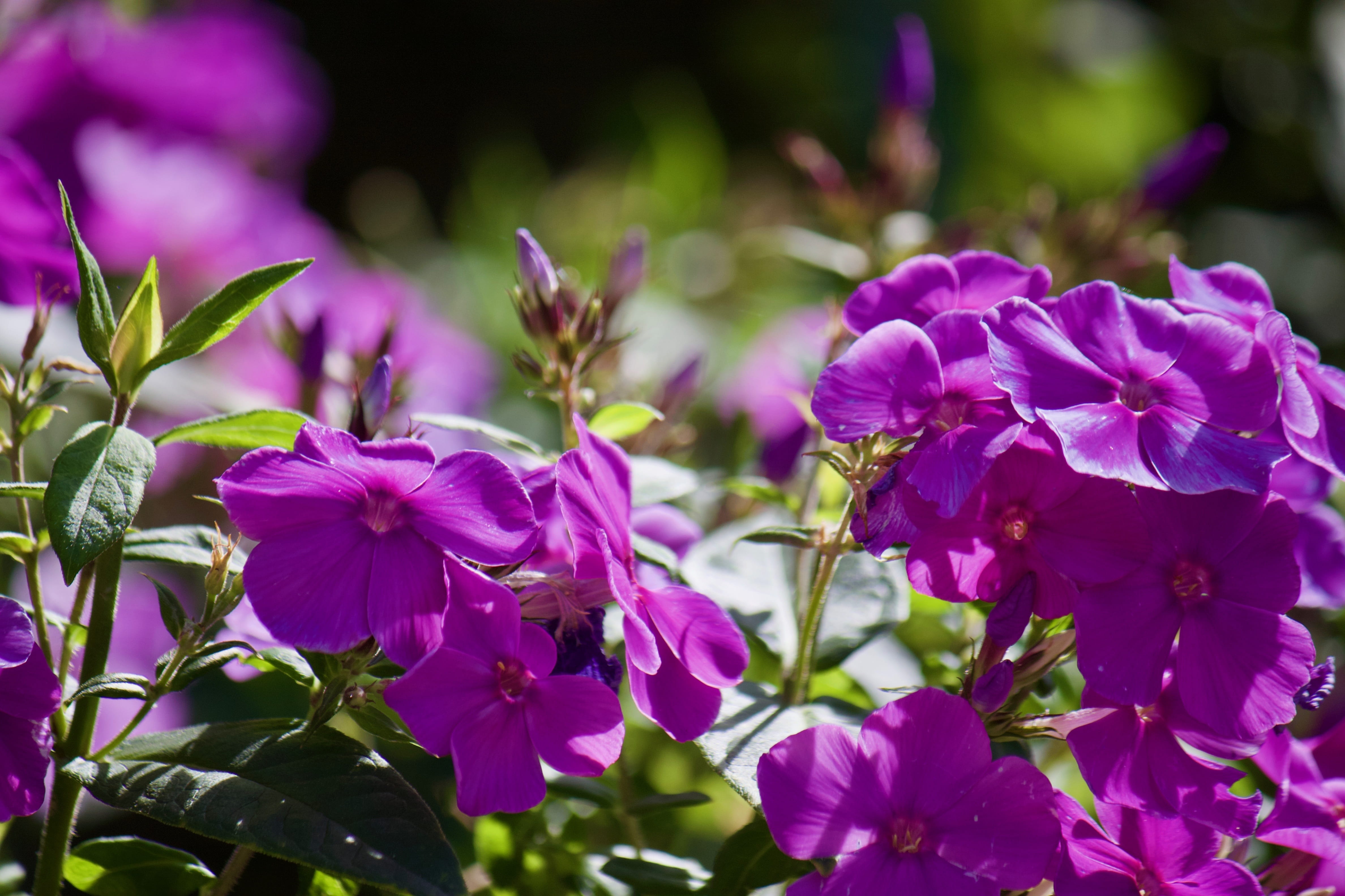 flower, summer, blossom, outdoors, close-up, bloom, sunlight, beauty in nature, 4K, botany, growth, focus on foreground, no people, garden, freshness, HD Wallpaper