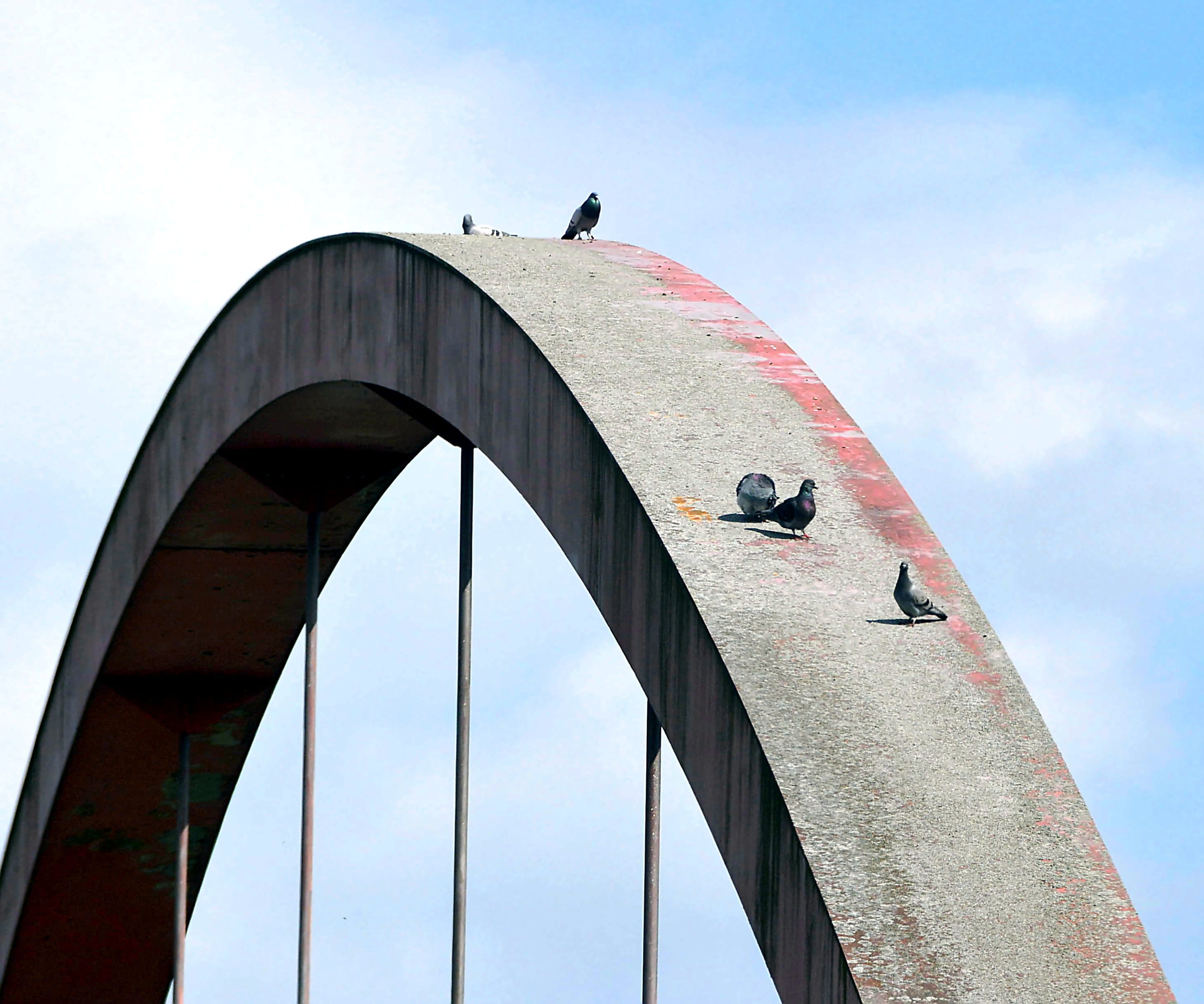 architecture, metal construction, bird, carrier, 2K, building, bridge, concrete, vertebrate, animal wildlife, metal, animal, steel structure, structural, HD Wallpaper
