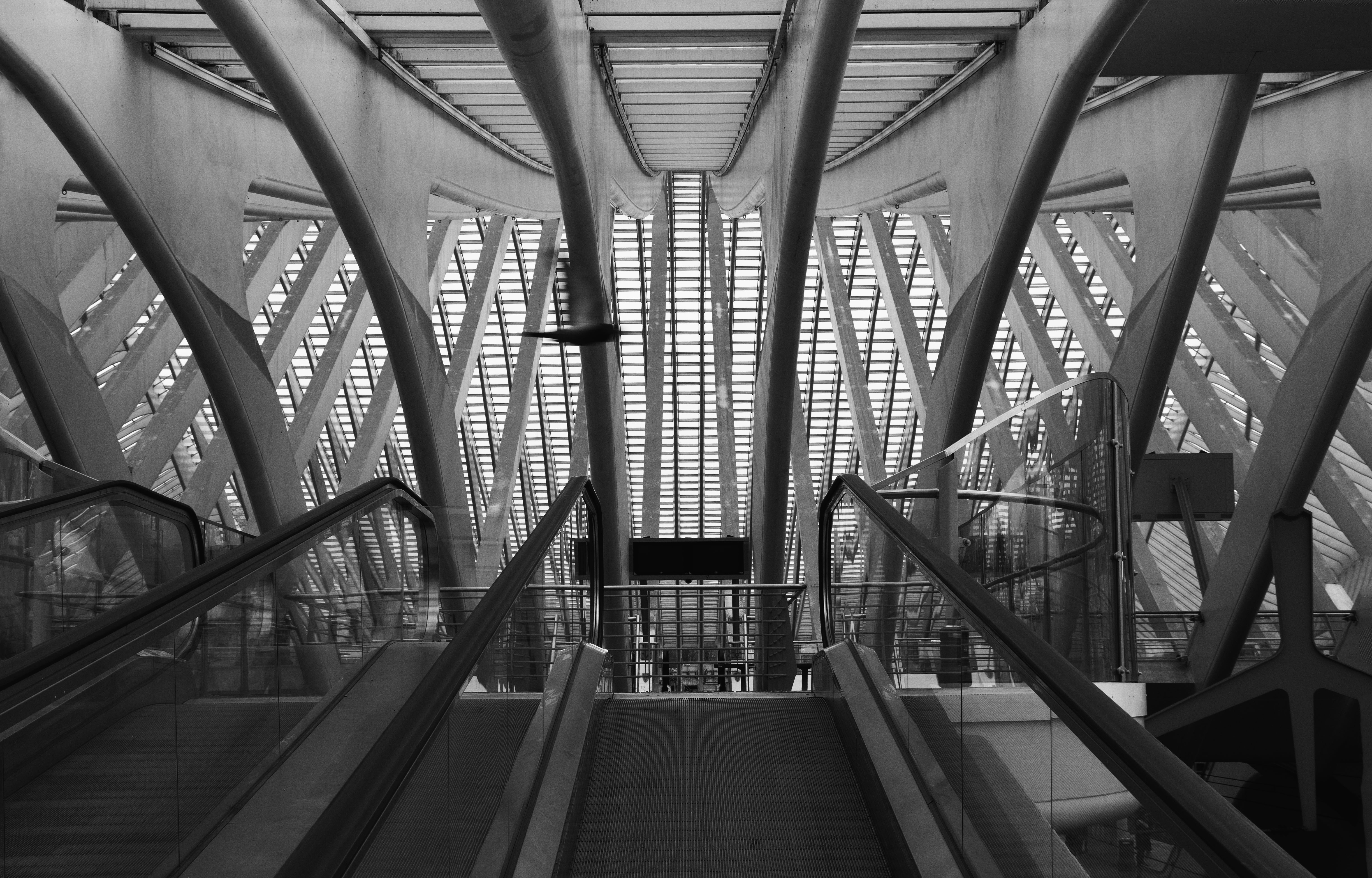 modern, ceiling, pattern, roof construction, building, canopy, connection, roof, modern architecture, the way forward, architecture, urban Scene, liège, HD Wallpaper