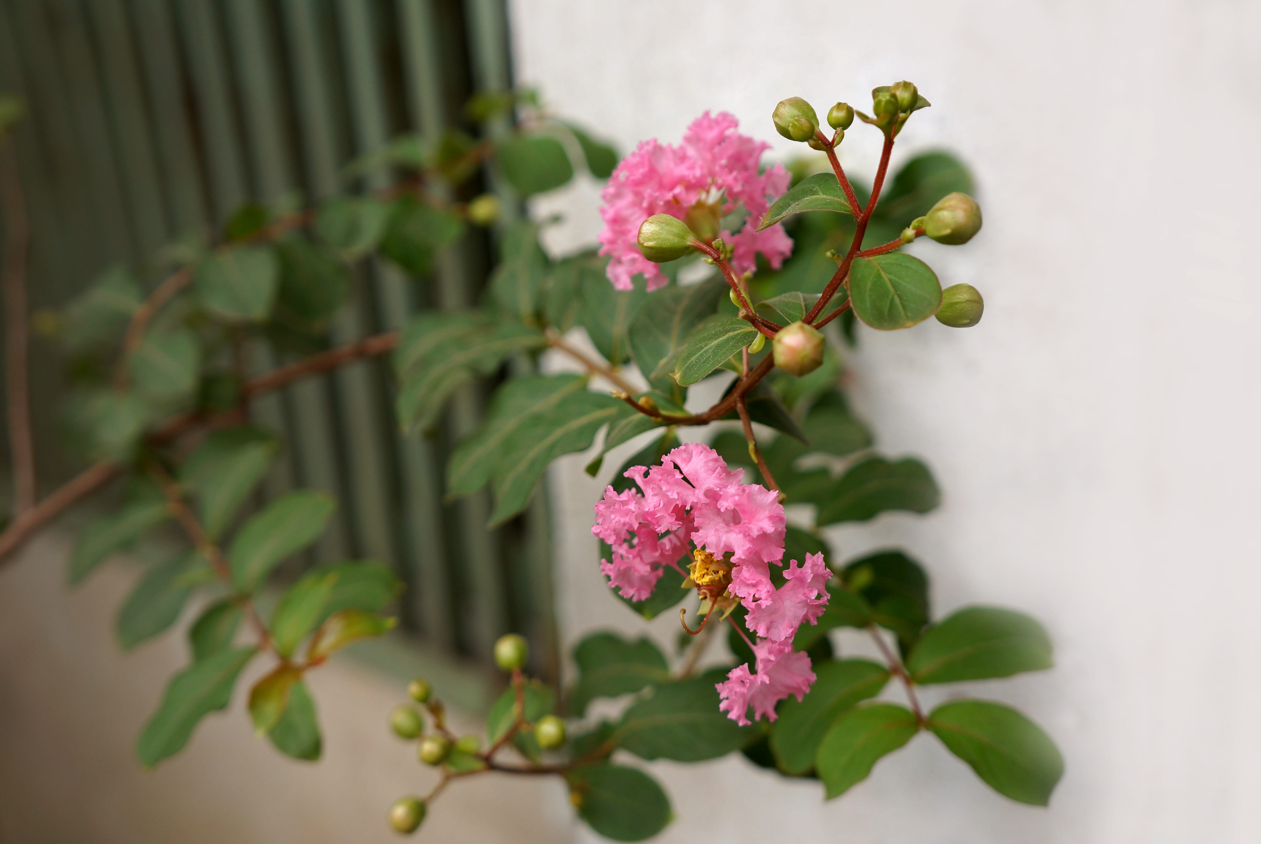 outdoors, no people, pink, hoa tuong vy, growth, 4K, beauty in nature, freshness, day, close-up, spring, flower head, flowering plant, springtime, plant, HD Wallpaper