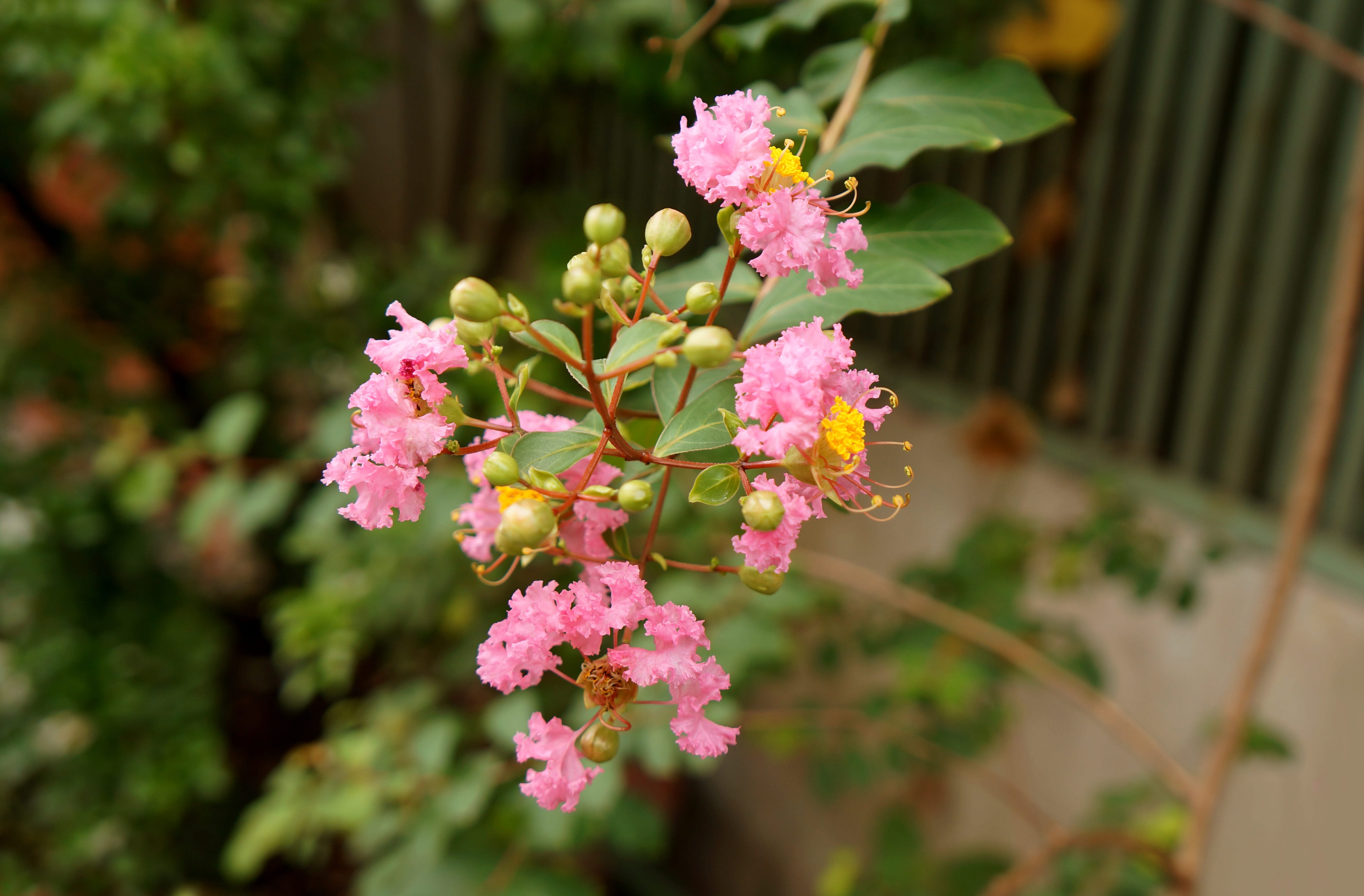 freshness, no people, beauty in nature, botany, outdoors, fragility, nature, focus on foreground, flower, lilac, flowering plant, plant, lantana, 4K, hoa tuong vy, HD Wallpaper
