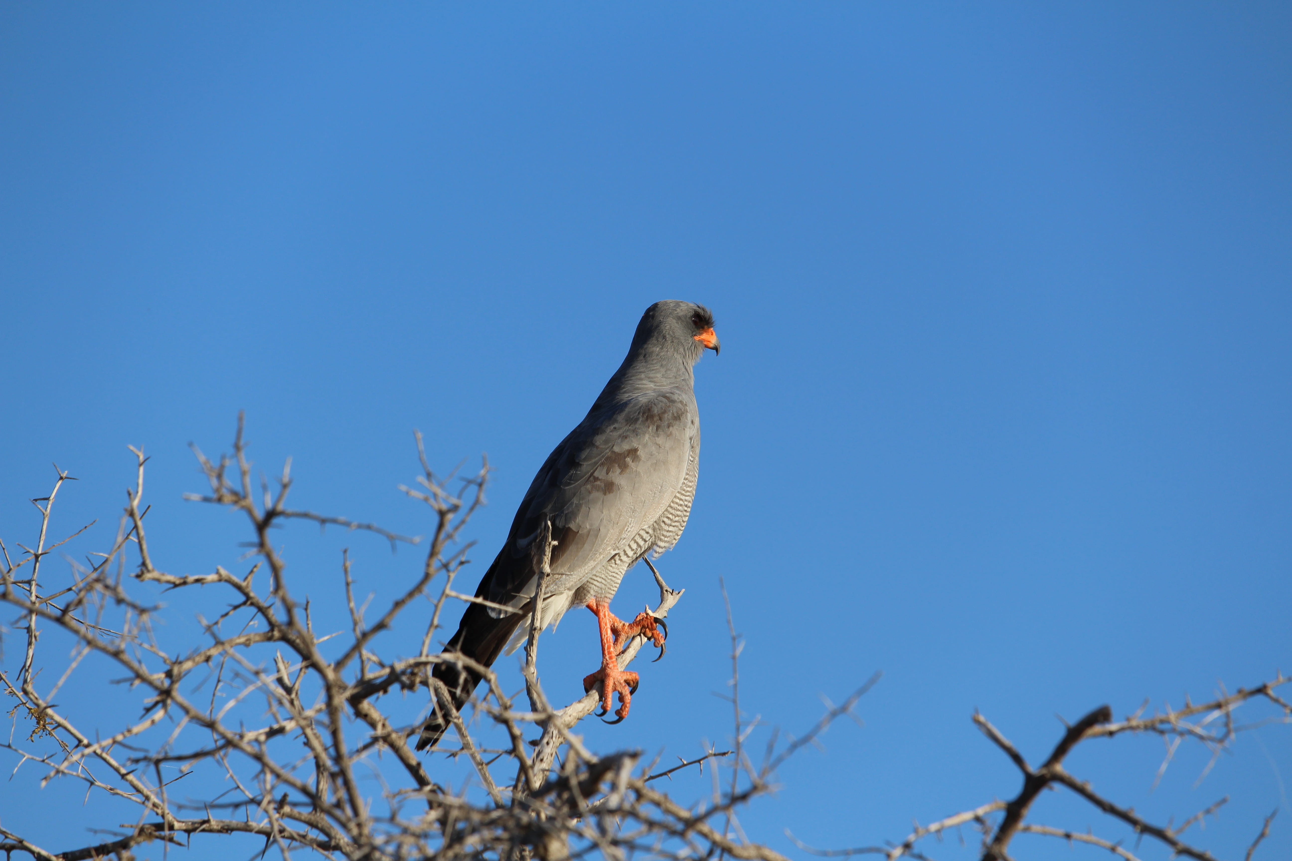 supervisor, mourning dove, evening light, copy space, raptor, safari, animal, animals in the wild, plant, tree, one animal, bare tree, perching, sperber, HD Wallpaper