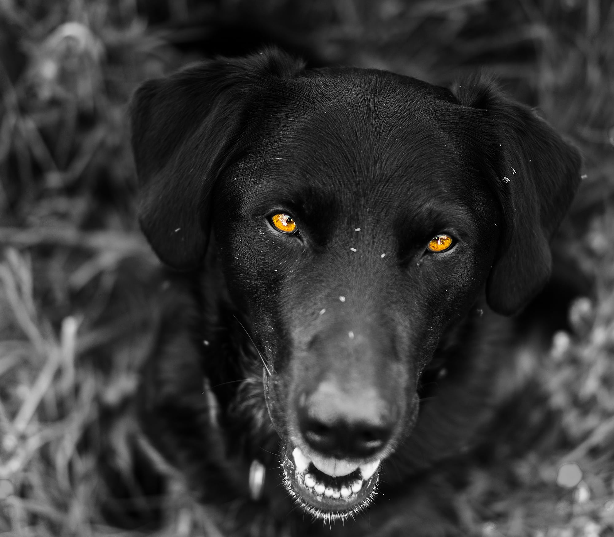animal head, mammal, supervisor, animal world, vertebrate, portrait, animal themes, reliable, border collie, hair, no people, protector, eyes, labrador retriever, HD Wallpaper