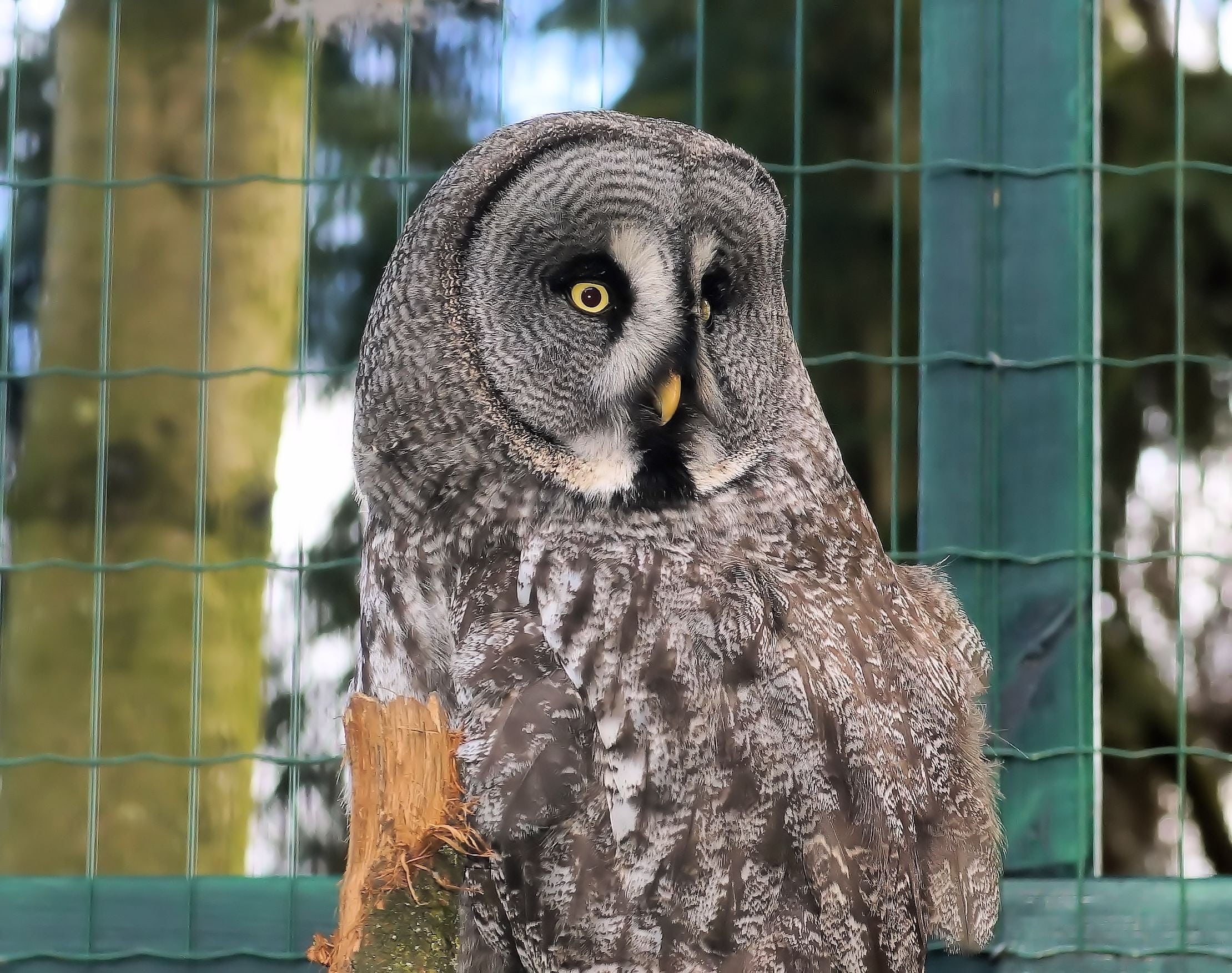 wildlife, no people, vertebrate, animals in the wild, animal themes, animal wildlife, bird, head, animals in captivity, night supervisor, beak, eagle, raptor, HD Wallpaper