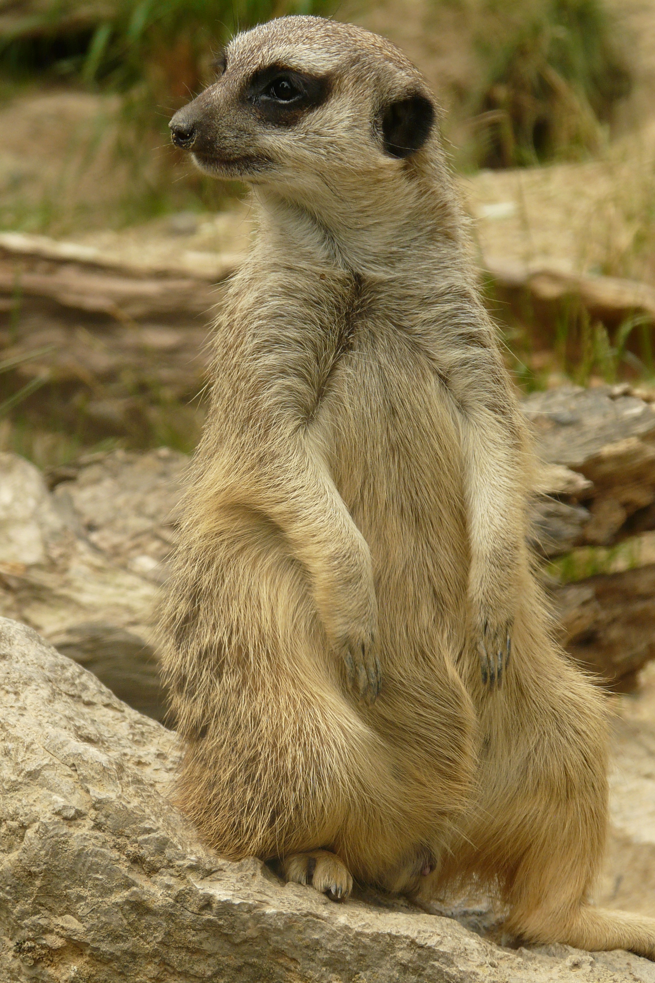 looking away, wildlife photography, guard, one animal, watch, animals in the wild, wildlife, meerkat, field, land, animal, animal themes, looking, nature, Phone HD Wallpaper