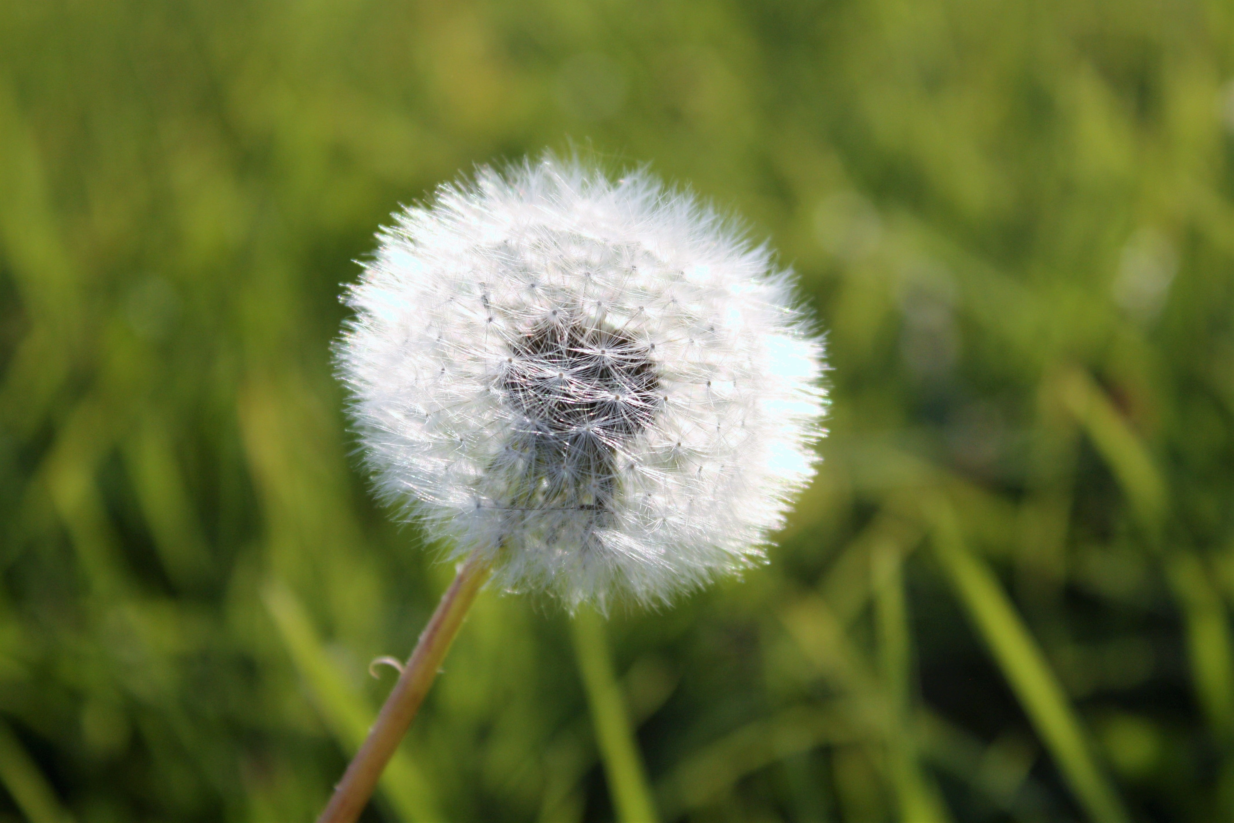 dandelion, polyana, nature, sonchus oleraceus, pollen, the delicacy, fluff, plant, close-up, white color, no people, dandelion seed, green, summer, flowers, HD Wallpaper