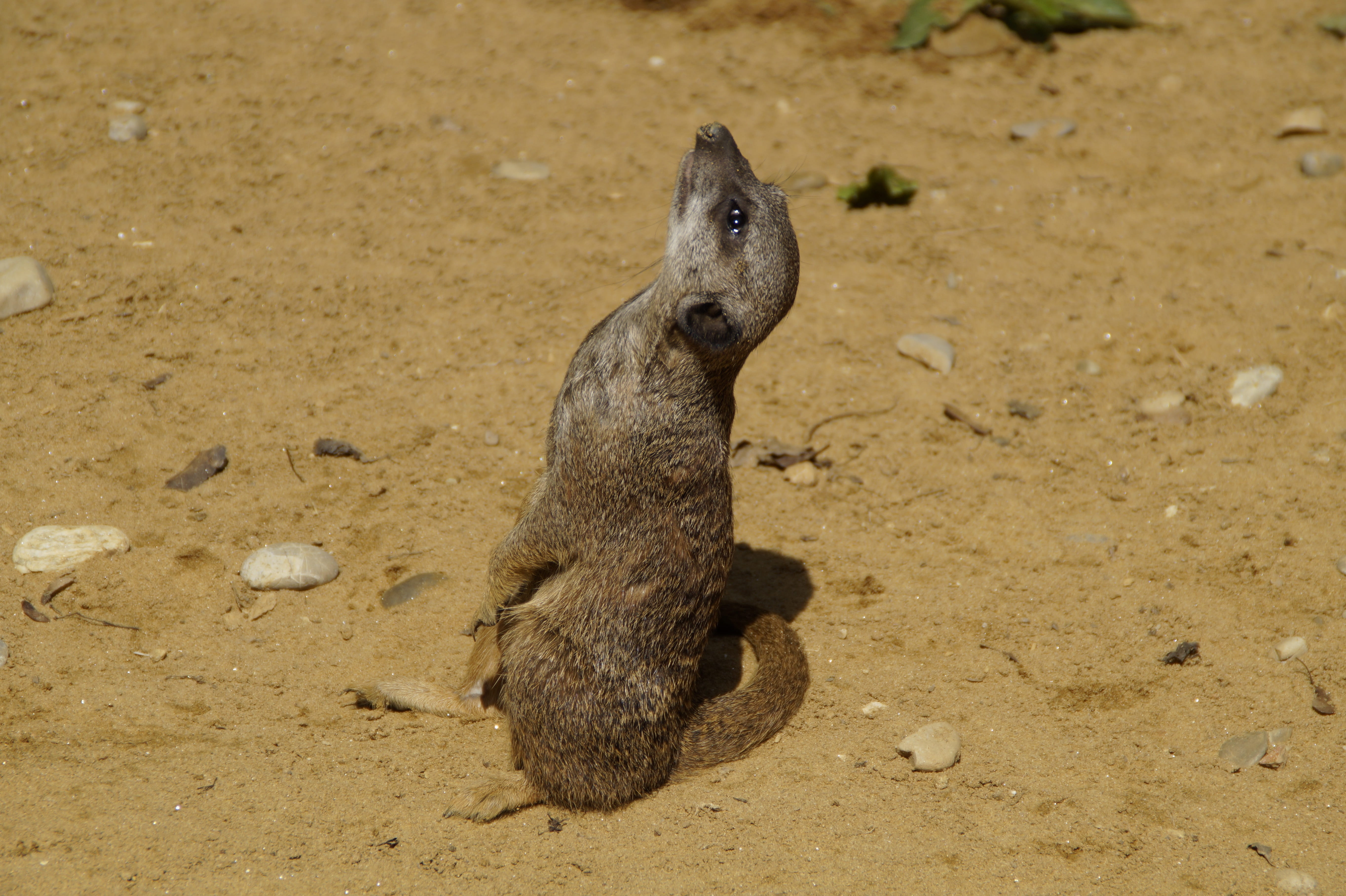 Meerkat, possierlich, high angle view, outdoors, animal head, nature, animal themes, land, vertebrate, animals in the wild, underwater, small animal, one animal, HD Wallpaper