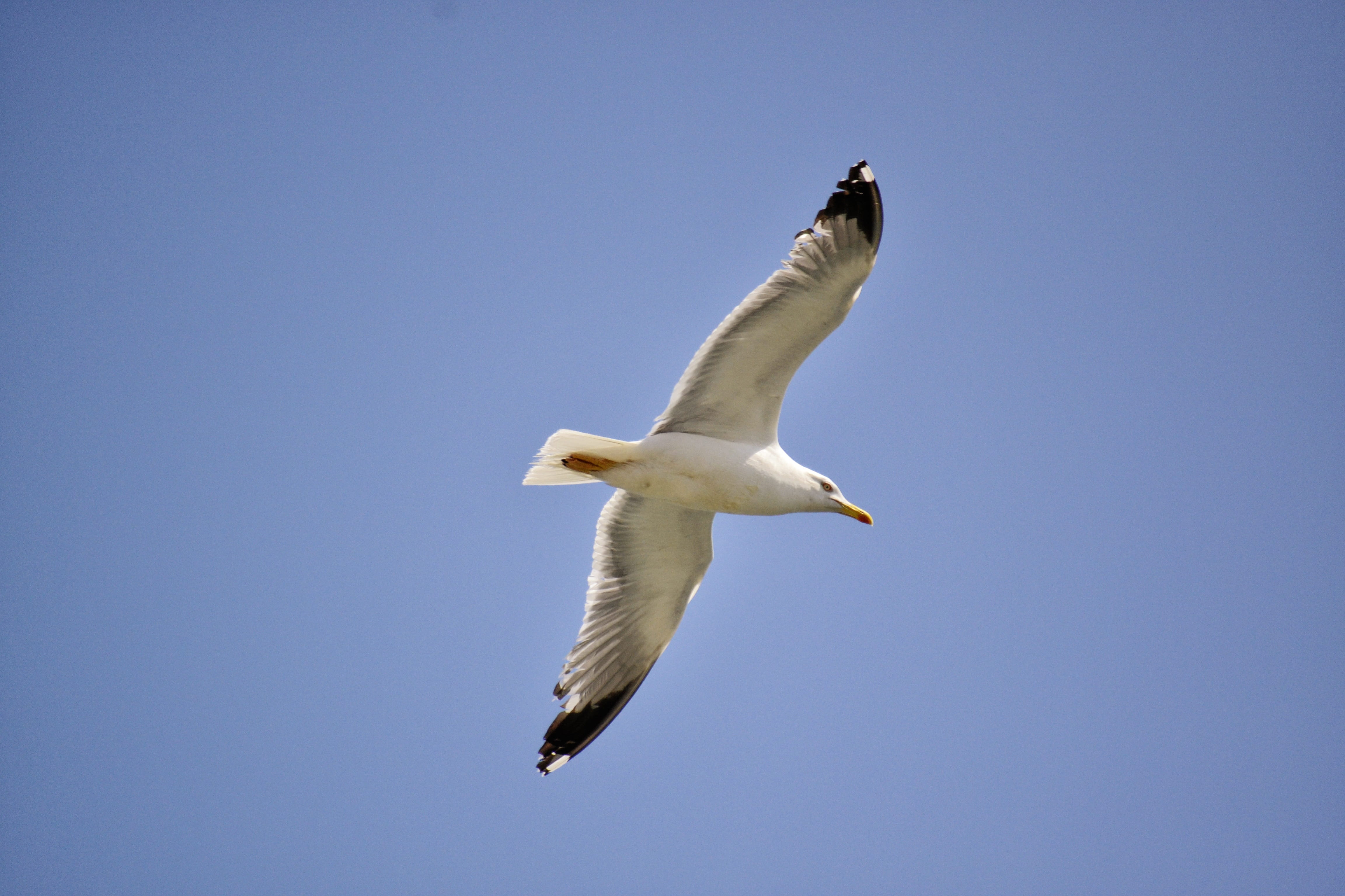 outdoors, mid-air, seagull, peace, wing, low angle view, unique, copy space, 4K, individuality, animal Wing, flying, Nature, clear sky, animal wildlife, HD Wallpaper
